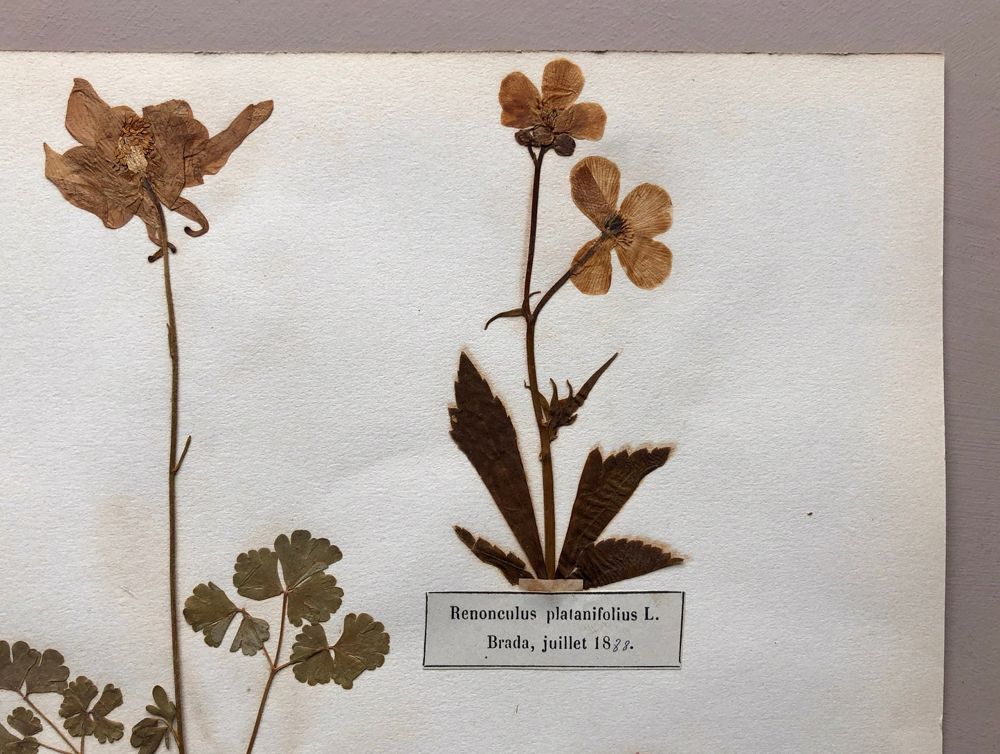 A Genuine French Herbiere of Excellent Quality. Winner of the Legion d’honneur. Dated 1886, 1887 and 1888. Size: 23.5 x 31 cms.