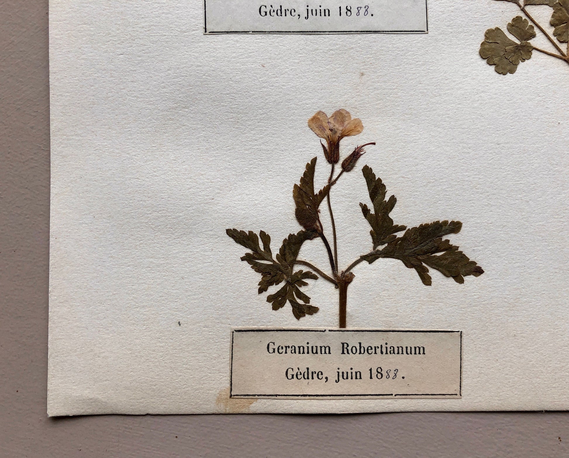 A Genuine French Herbiere of Excellent Quality. Winner of the Legion d’honneur. Dated 1886, 1887 and 1888. Size: 23.5 x 31 cms.
