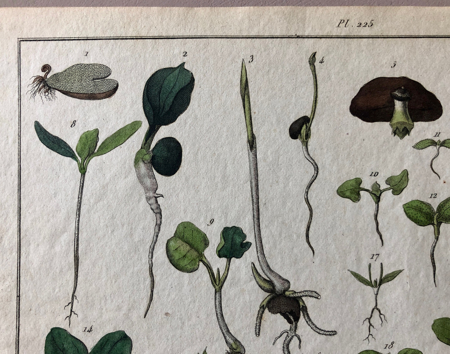 An Antique Print, From A French Dictionary Featuring Germinating Plants. Size: 28. X 18 cms.