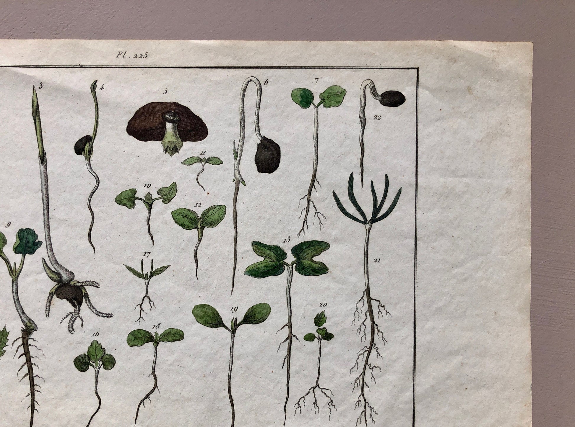 An Antique Print,From a French Dictionary Featuring Germinating Plants. Size: 28. X 18 cms.