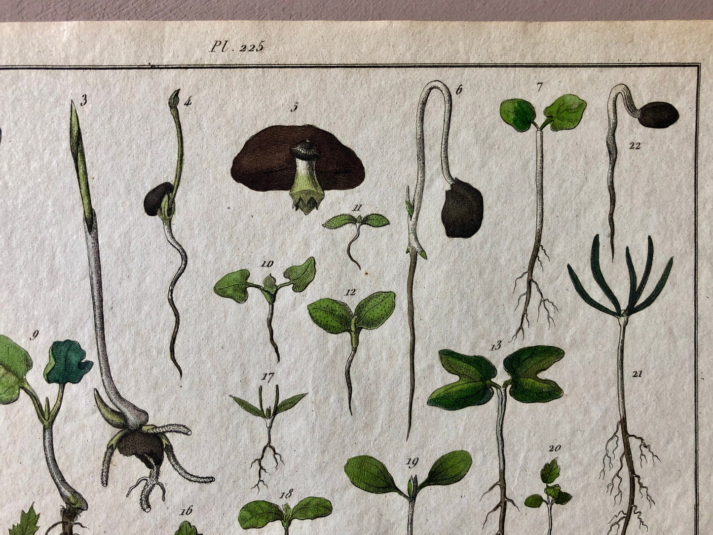 An Antique Print, From A French Dictionary Featuring Germinating Plants. Size: 28. X 18 cms.