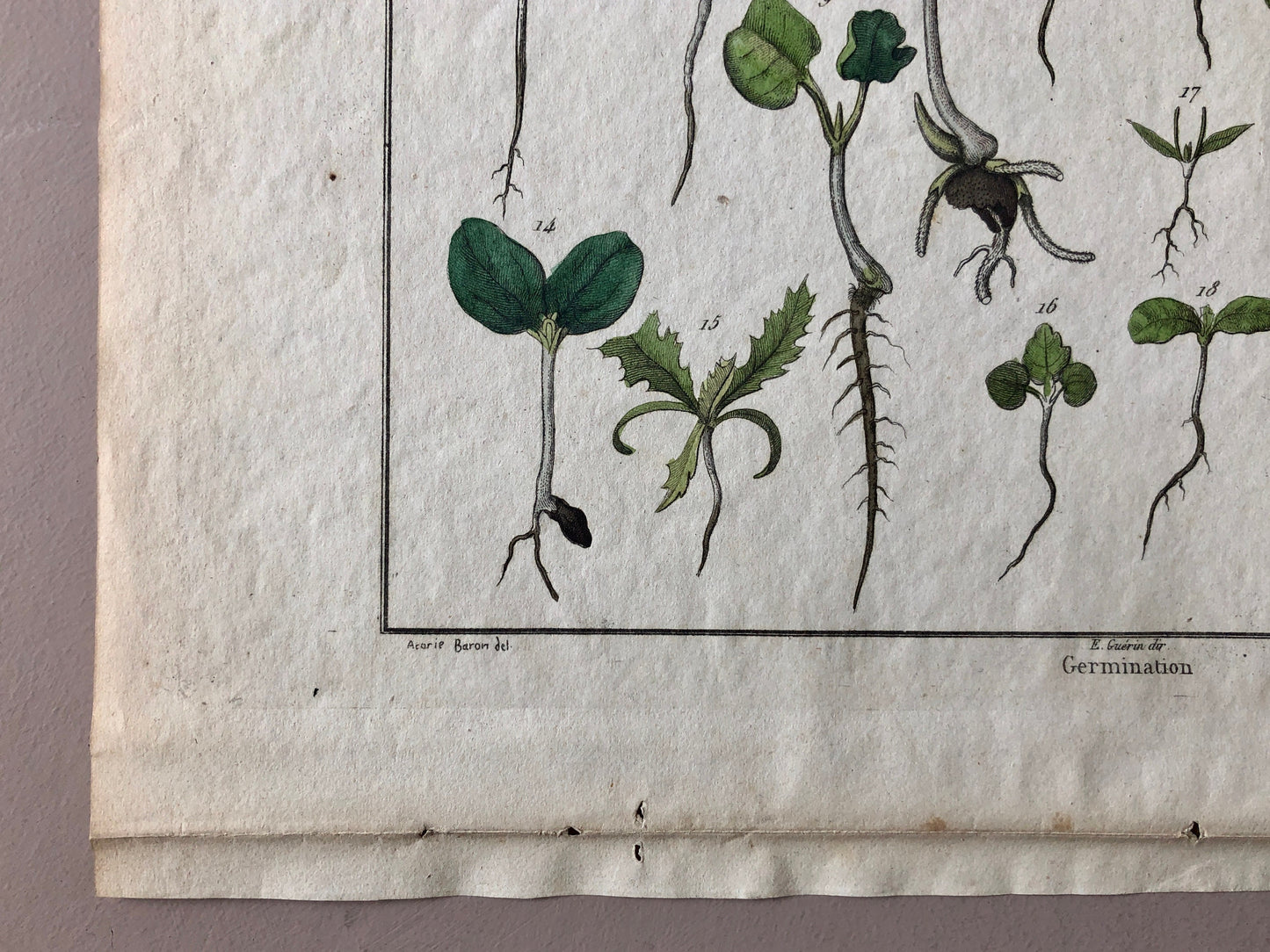 An Antique Print, From A French Dictionary Featuring Germinating Plants. Size: 28. X 18 cms.