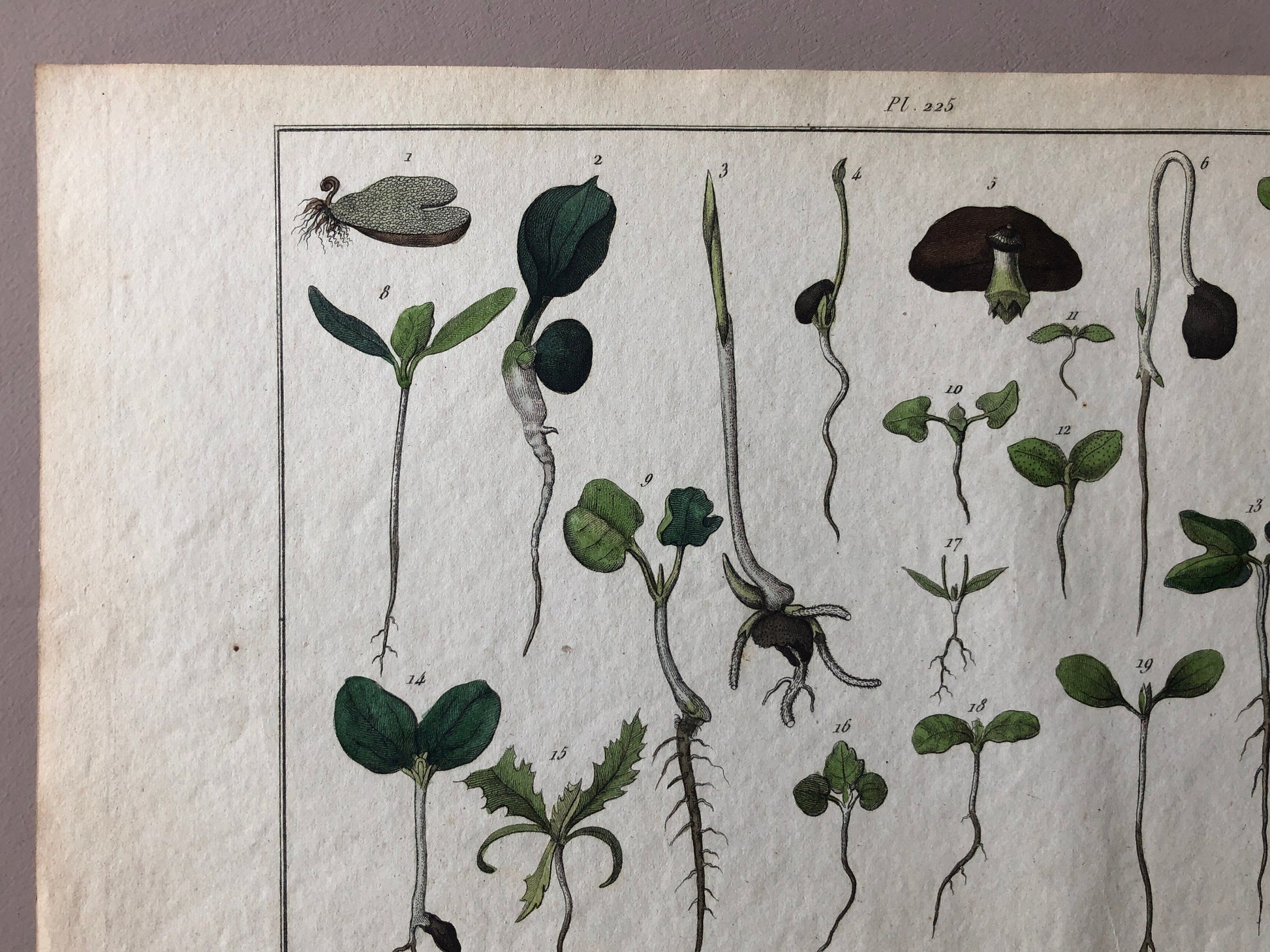 An Antique Print, From A French Dictionary Featuring Germinating Plants. Size: 28. X 18 cms.