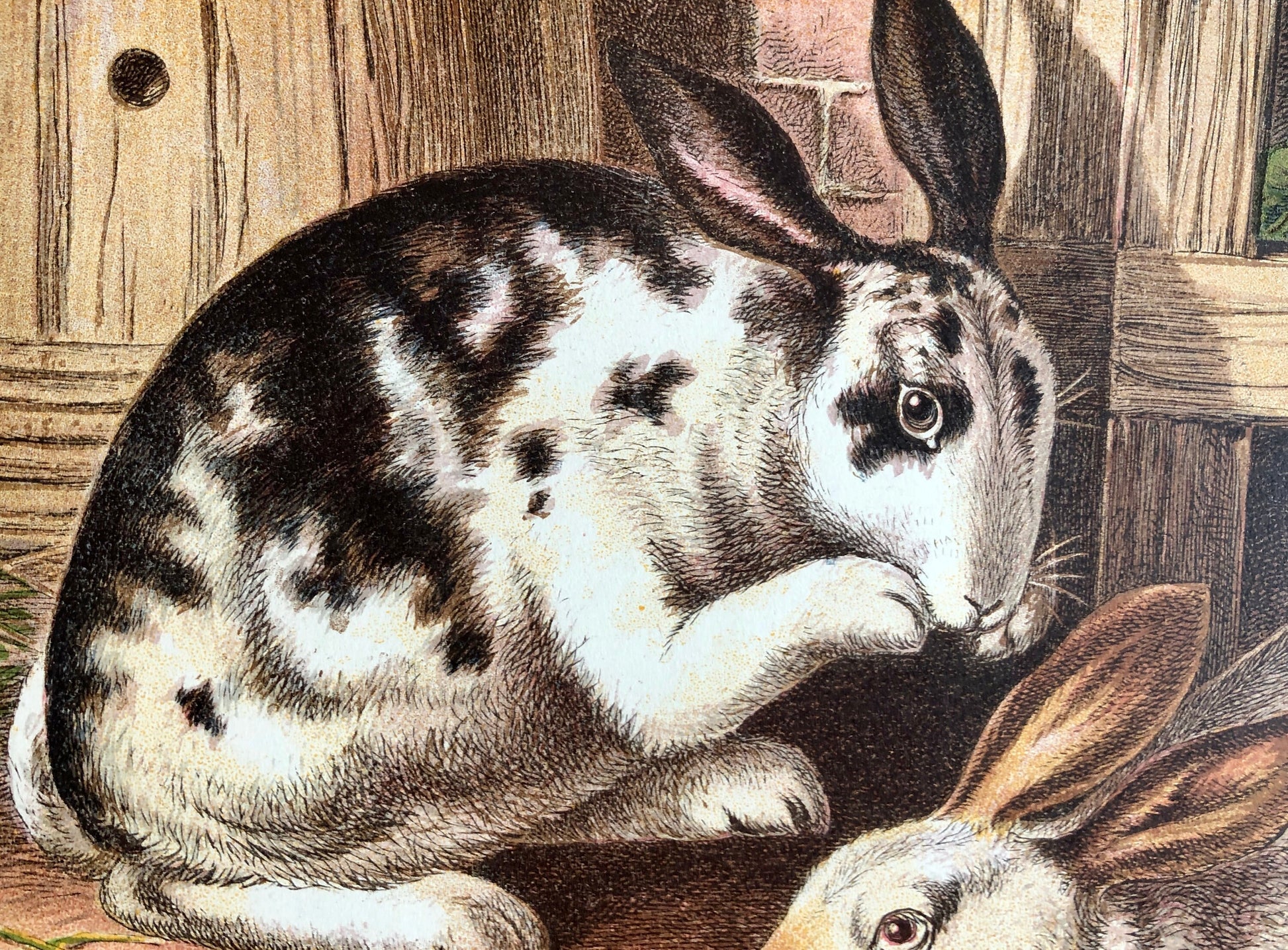 The Rabbit. A Large chromolithograph print from Les Animaux Domestiques by Mme Pape-Carpantier. Dated 1872. Size: 24.5 x 21.5 cms.