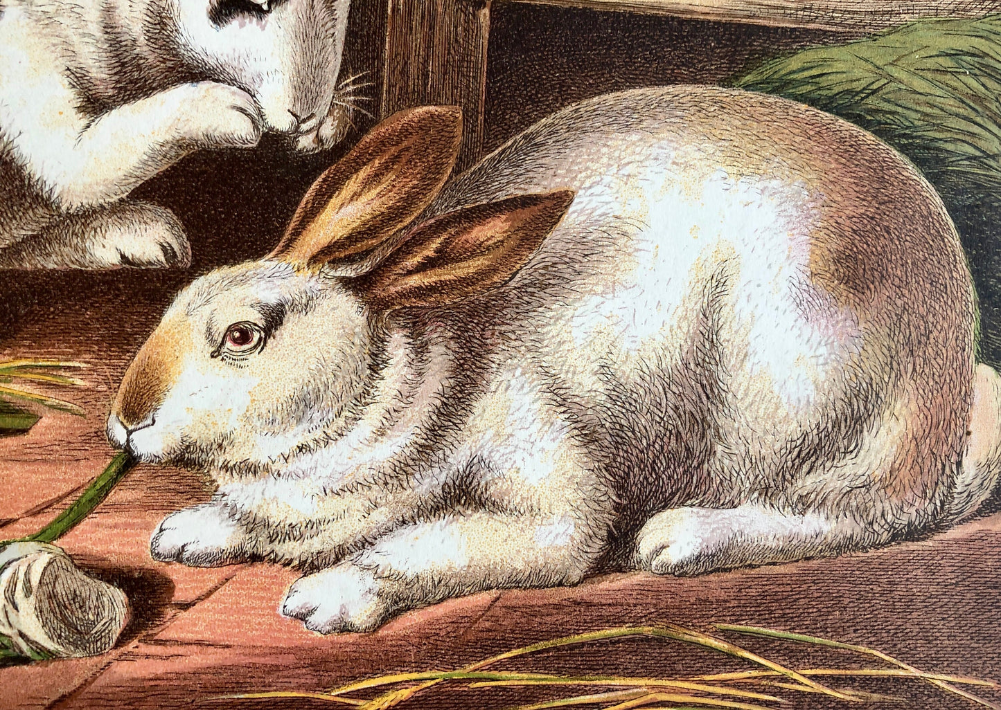 The Rabbit. A Large chromolithograph print from Les Animaux Domestiques by Mme Pape-Carpantier. Dated 1872. Size: 24.5 x 21.5 cms.