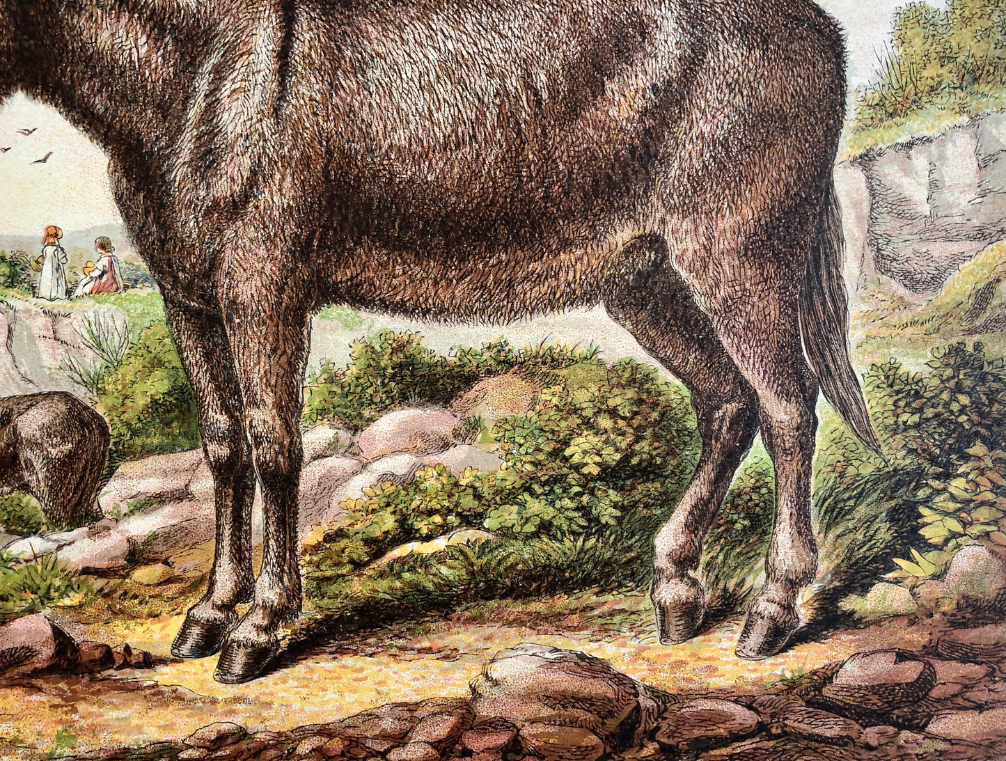 The Donkey (L’Ane). A Large chromolithograph print from Les Animaux Domestiques by Mme Pape-Carpantier. Dated 1872. Size: 24.5 x 21.5 cms.