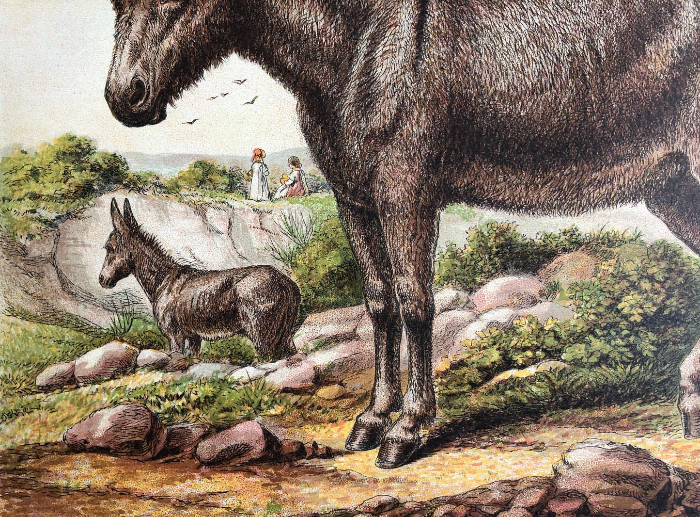The Donkey (L’Ane). A Large chromolithograph print from Les Animaux Domestiques by Mme Pape-Carpantier. Dated 1872. Size: 24.5 x 21.5 cms.