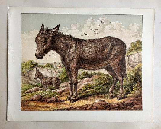 The Donkey (L’Ane). A Large chromolithograph print from Les Animaux Domestiques by Mme Pape-Carpantier. Dated 1872. Size: 24.5 x 21.5 cms.