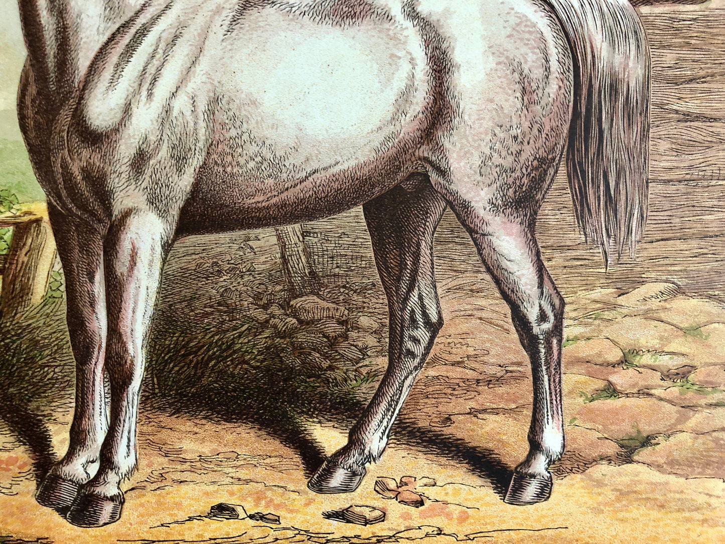 The Draught Horse. A large chromolithograph print from Les Animaux Domestiques by Mme Pape-Carpantier. Dated 1872. Size: 24.5 x 21.5 cms.