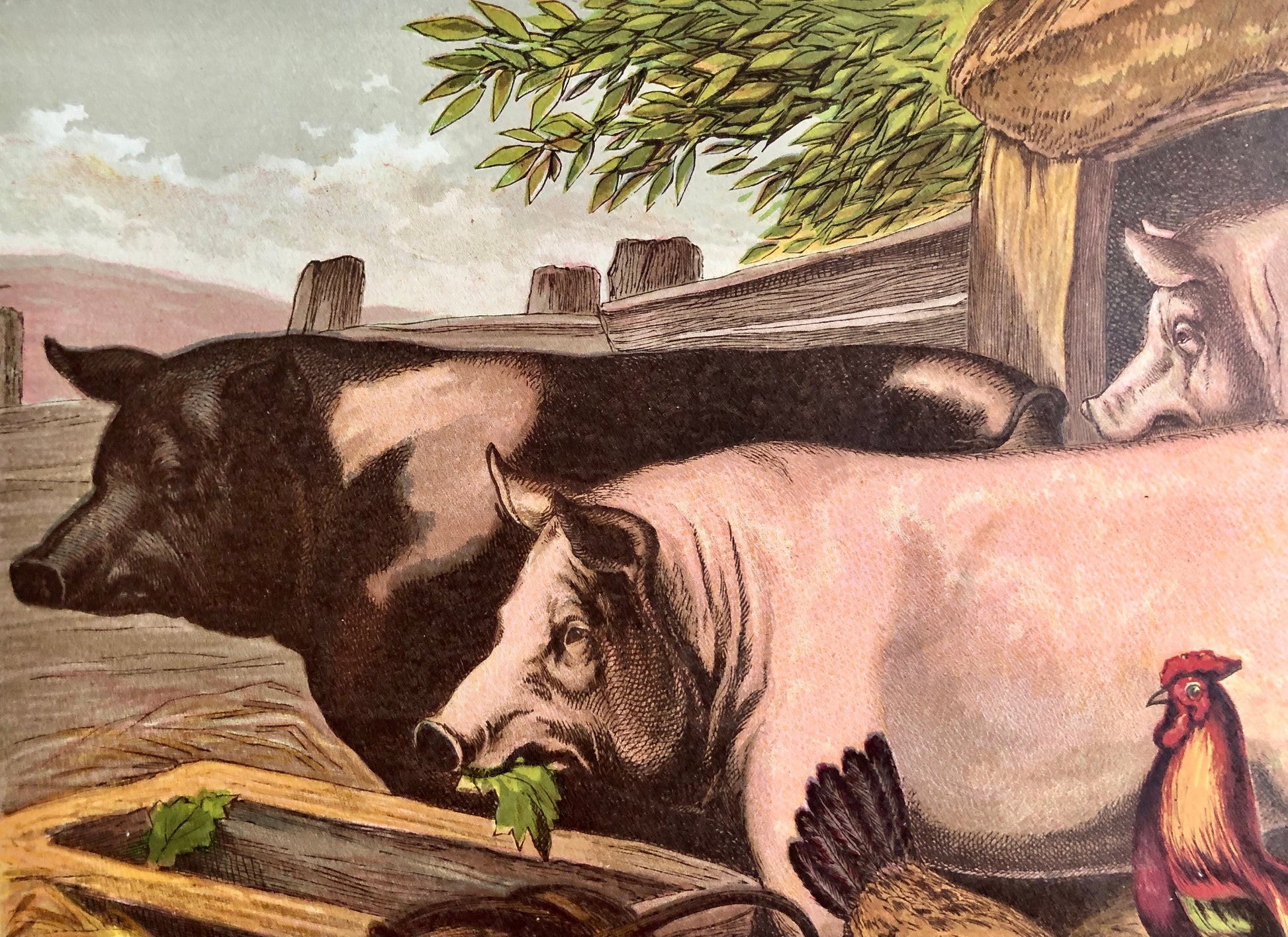 The Pig (Le Porc). A Large chromolithograph print from Les Animaux Domestiques by Mme Pape-Carpantier. Dated 1872. Size: 24.5 x 21.5 cms.