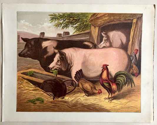 The Pig (Le Porc). A Large chromolithograph print from Les Animaux Domestiques by Mme Pape-Carpantier. Dated 1872. Size: 24.5 x 21.5 cms.