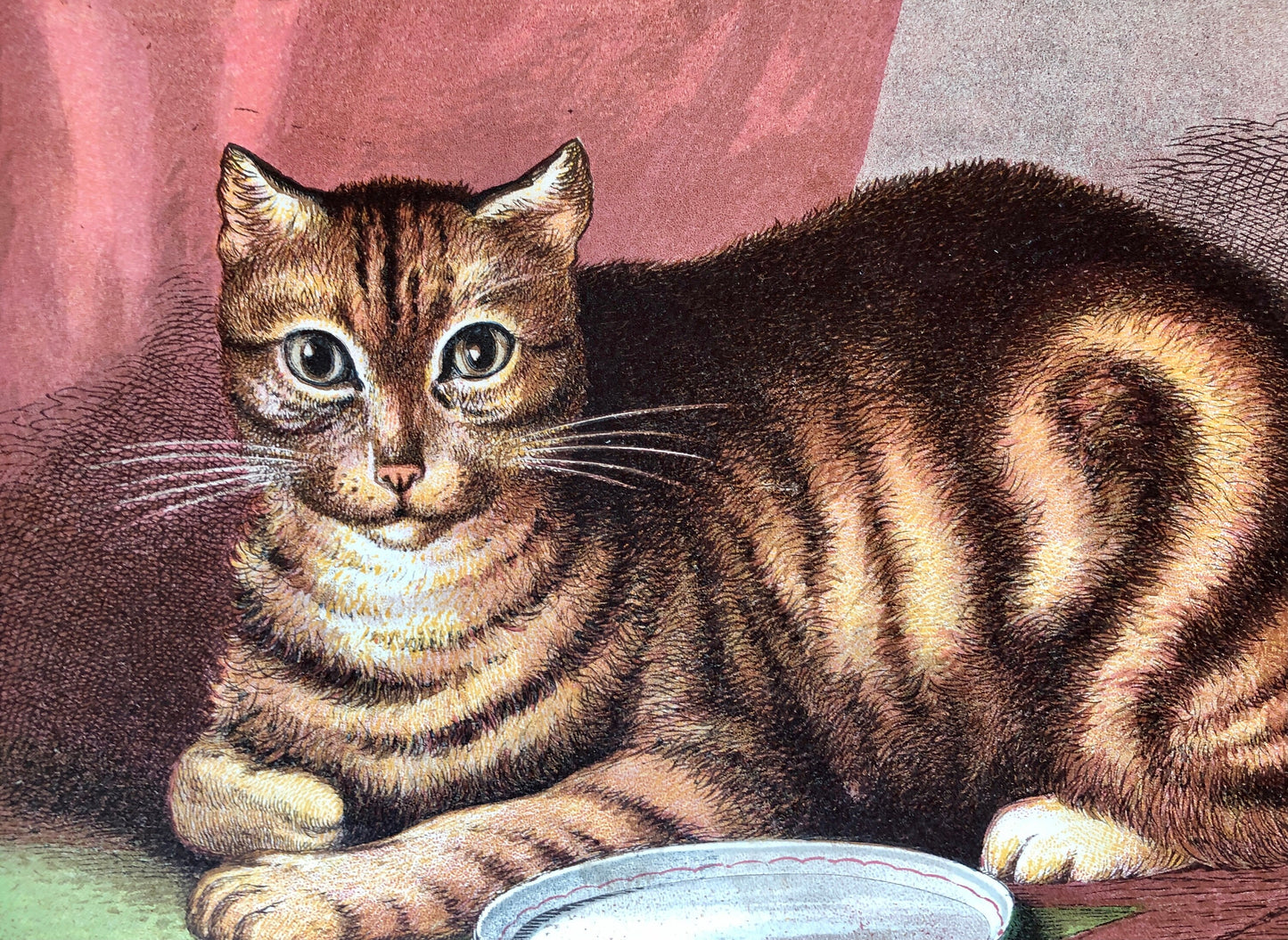 The Cat (Le Chat). A Large chromolithograph print from Les Animaux Domestiques by Mme Pape-Carpantier. Dated 1872. Size: 24.5 x 21.5 cms.