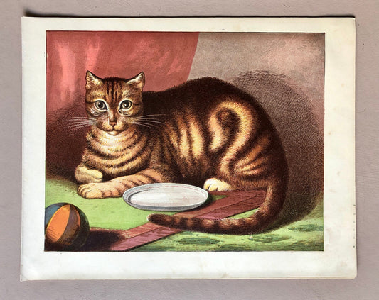 The Cat (Le Chat). A Large chromolithograph print from Les Animaux Domestiques by Mme Pape-Carpantier. Dated 1872. Size: 24.5 x 21.5 cms.