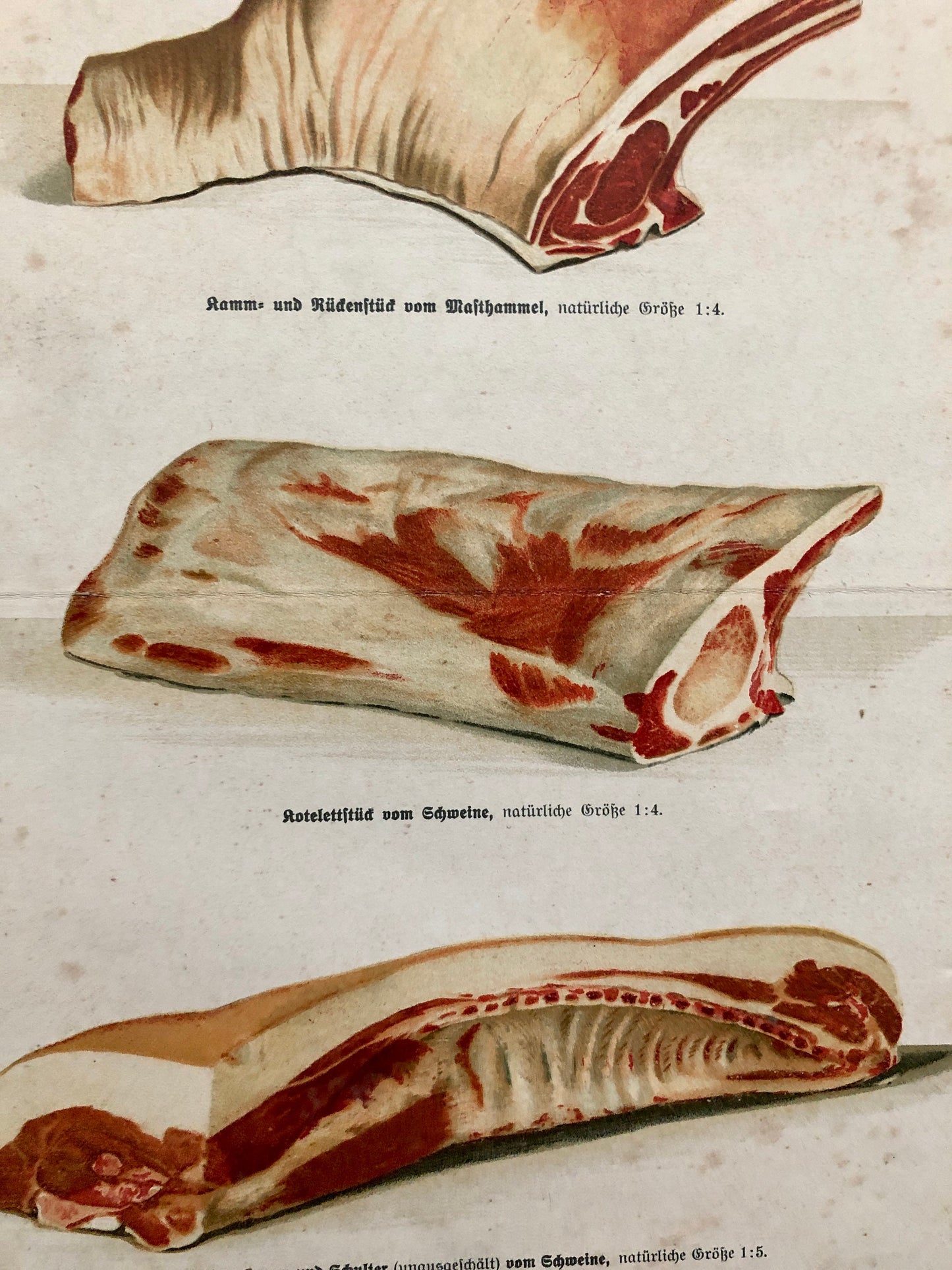 Three Large Prints From A German Cookbook Showing Various Cuts of Meat. Undated; the old script would suggest 1800’s. Size: 30 x 24 cms.