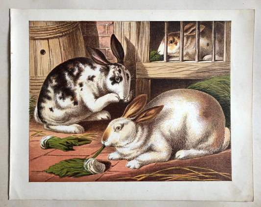 The Rabbit. A Large chromolithograph print from Les Animaux Domestiques by Mme Pape-Carpantier. Dated 1872. Size: 24.5 x 21.5 cms.