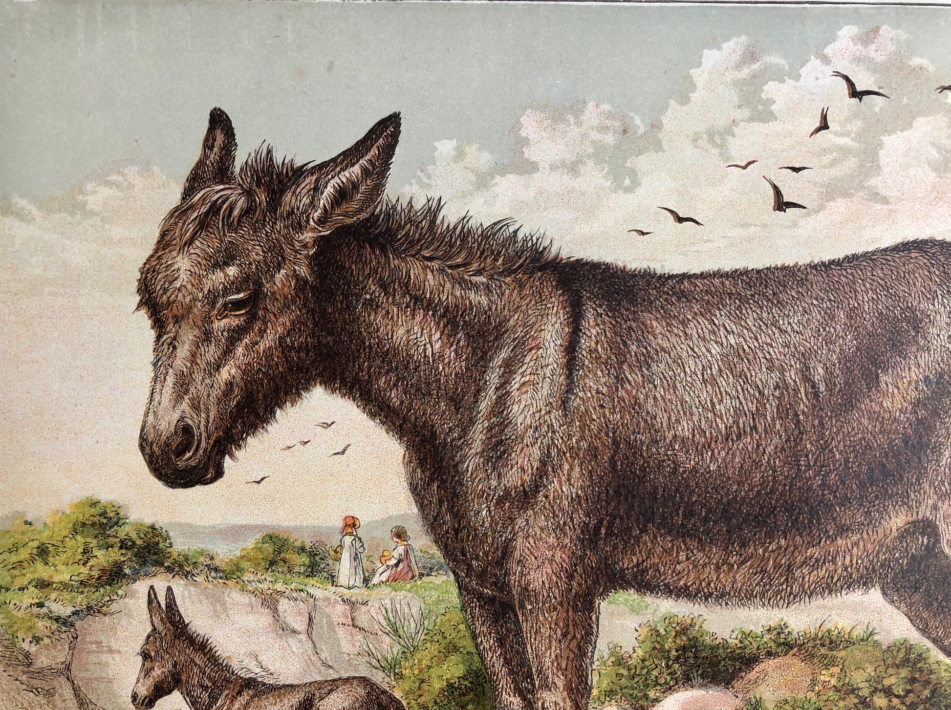 The Donkey (L’Ane). A Large chromolithograph print from Les Animaux Domestiques by Mme Pape-Carpantier. Dated 1872. Size: 24.5 x 21.5 cms.