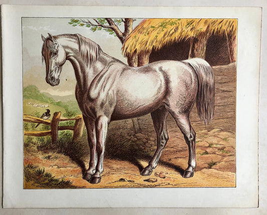 The Draught Horse. A large chromolithograph print from Les Animaux Domestiques by Mme Pape-Carpantier. Dated 1872. Size: 24.5 x 21.5 cms.
