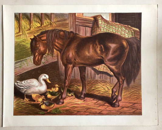 The Work Horse. A Large chromolithograph print from Les Animaux Domestiques by Mme Pape-Carpantier. Dated 1872. Size: 24.5 x 21.5 cms.