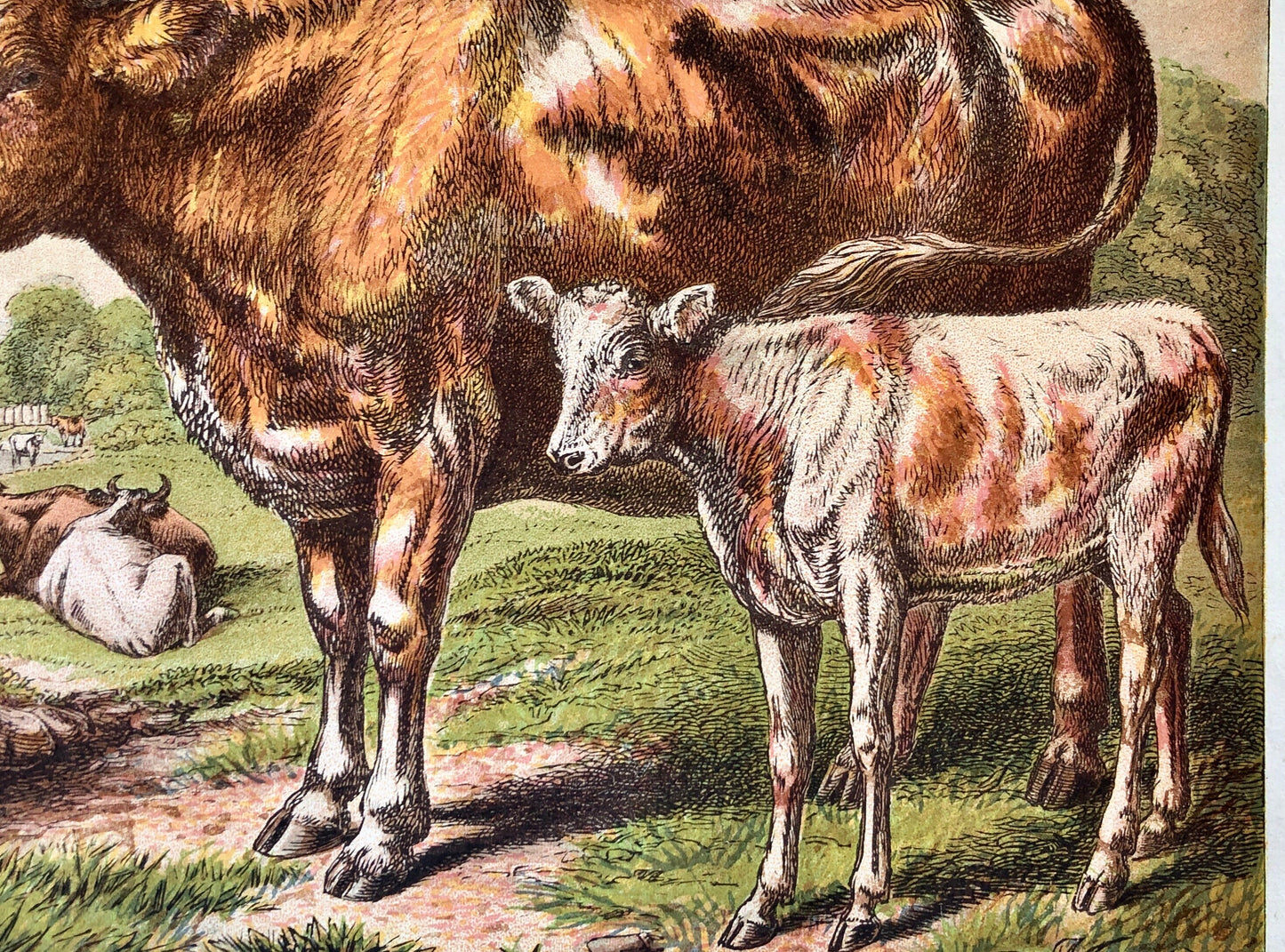 The Cow (La Vache). A Large chromolithograph print from Les Animaux Domestiques by Mme Pape-Carpantier. Dated 1872. Size: 24.5 x 21.5 cms.