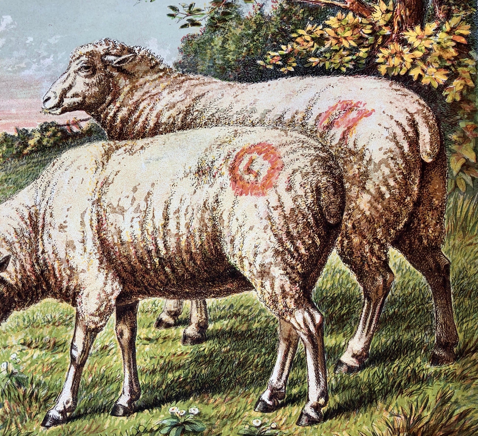The Sheep (Le Mouton). A chromolithograph print from Les Animaux Domestiques by Mme Pape-Carpantier. Dated 1872. Size: 24.5 x 21.5 cms.