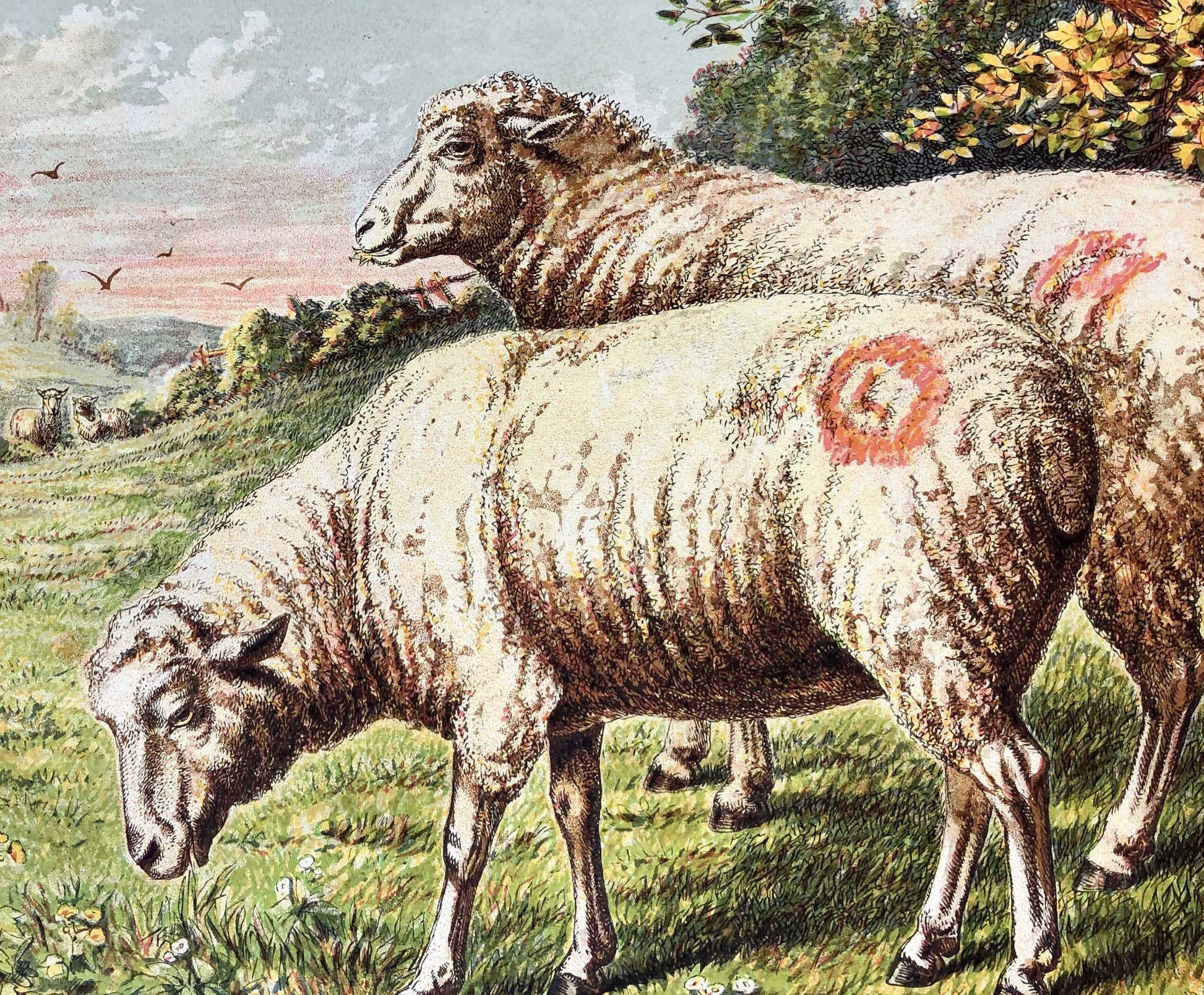 The Sheep (Le Mouton). A chromolithograph print from Les Animaux Domestiques by Mme Pape-Carpantier. Dated 1872. Size: 24.5 x 21.5 cms.