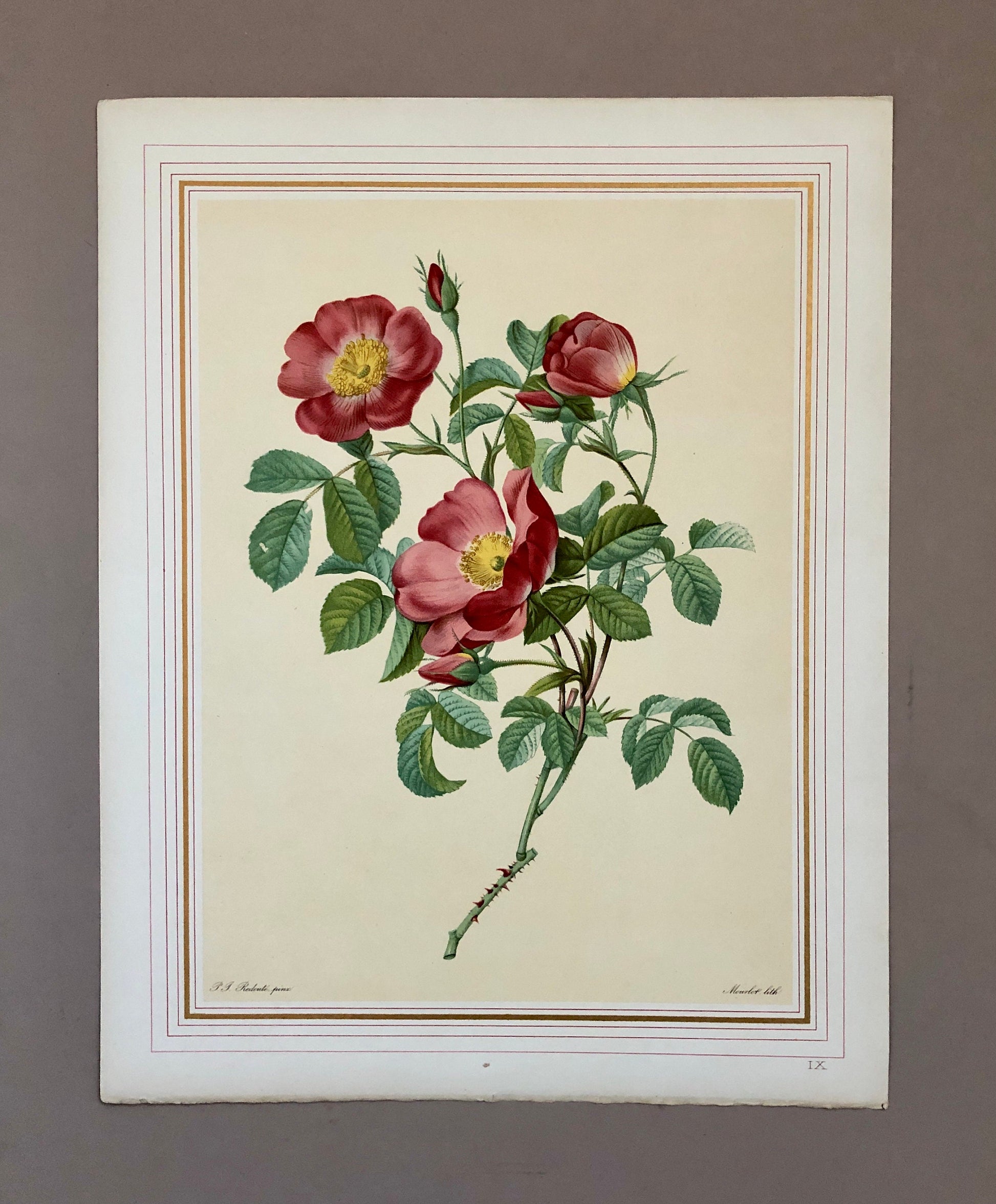 Ten Limited Edition Rose Prints from Choix Des Plus Belle Roses by P.-J. Redouté. Published in 1938. Excellent condition. Size: 41 x 32 ms.