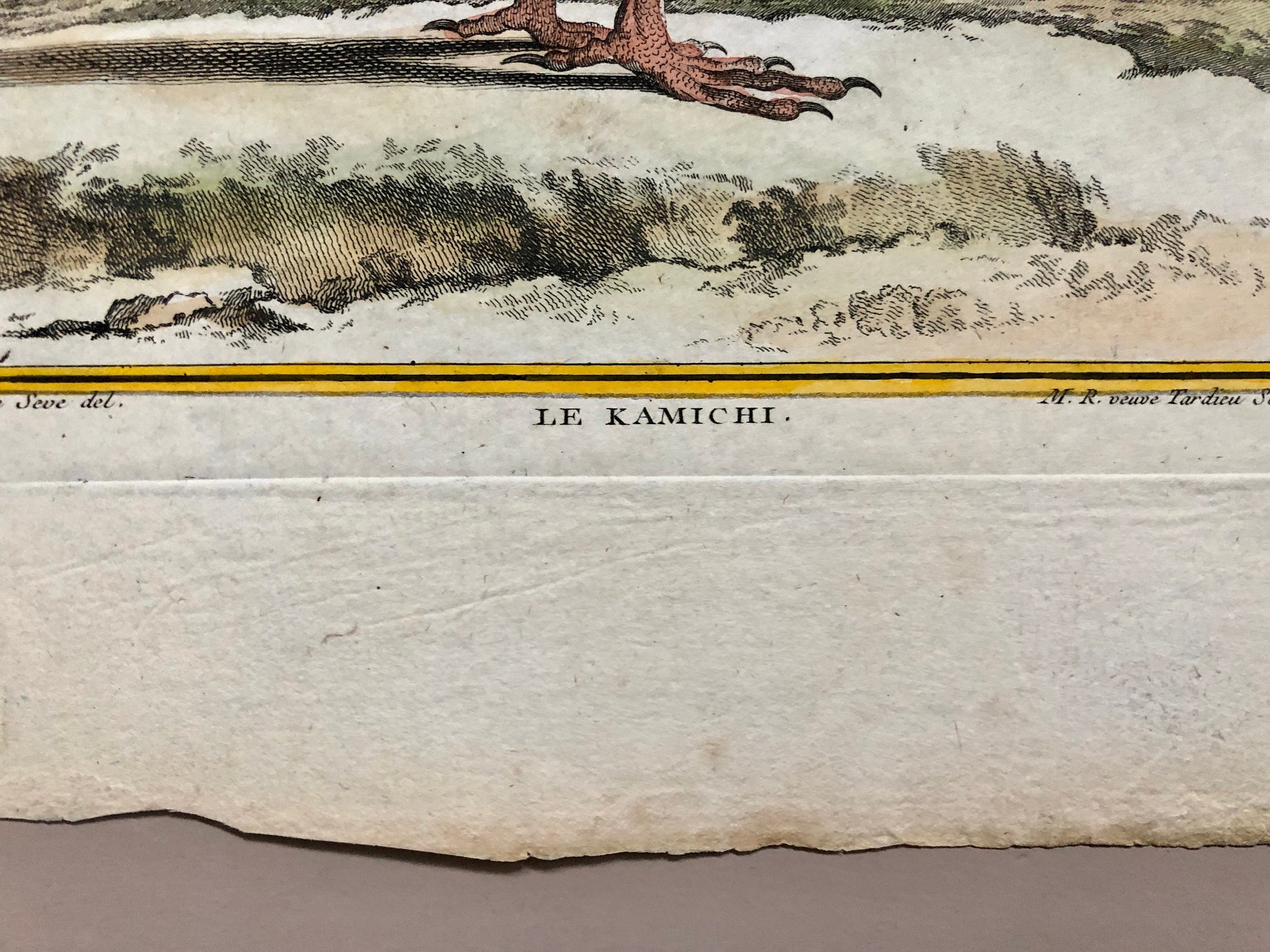Le Kamichi. Antique Engraving from ‘Histoires Naturelle Des Oiseaux’ by Buffon. Circa 1780. Size: 27 x 19 cms