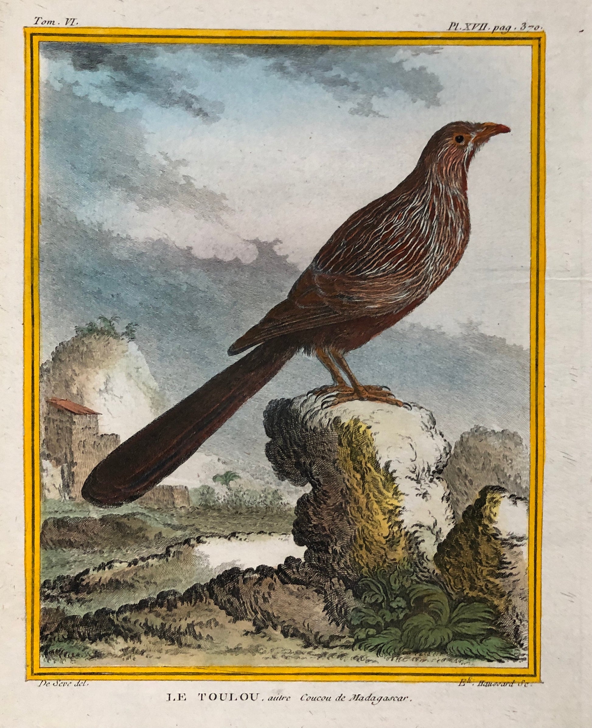 Le Toulou. An Antique Engraving from “Histoire Naturelle Des Oiseaux’ by Buffon. Engraved by Haussard. Circa 1770. Size: 27 x 19.8 cms.