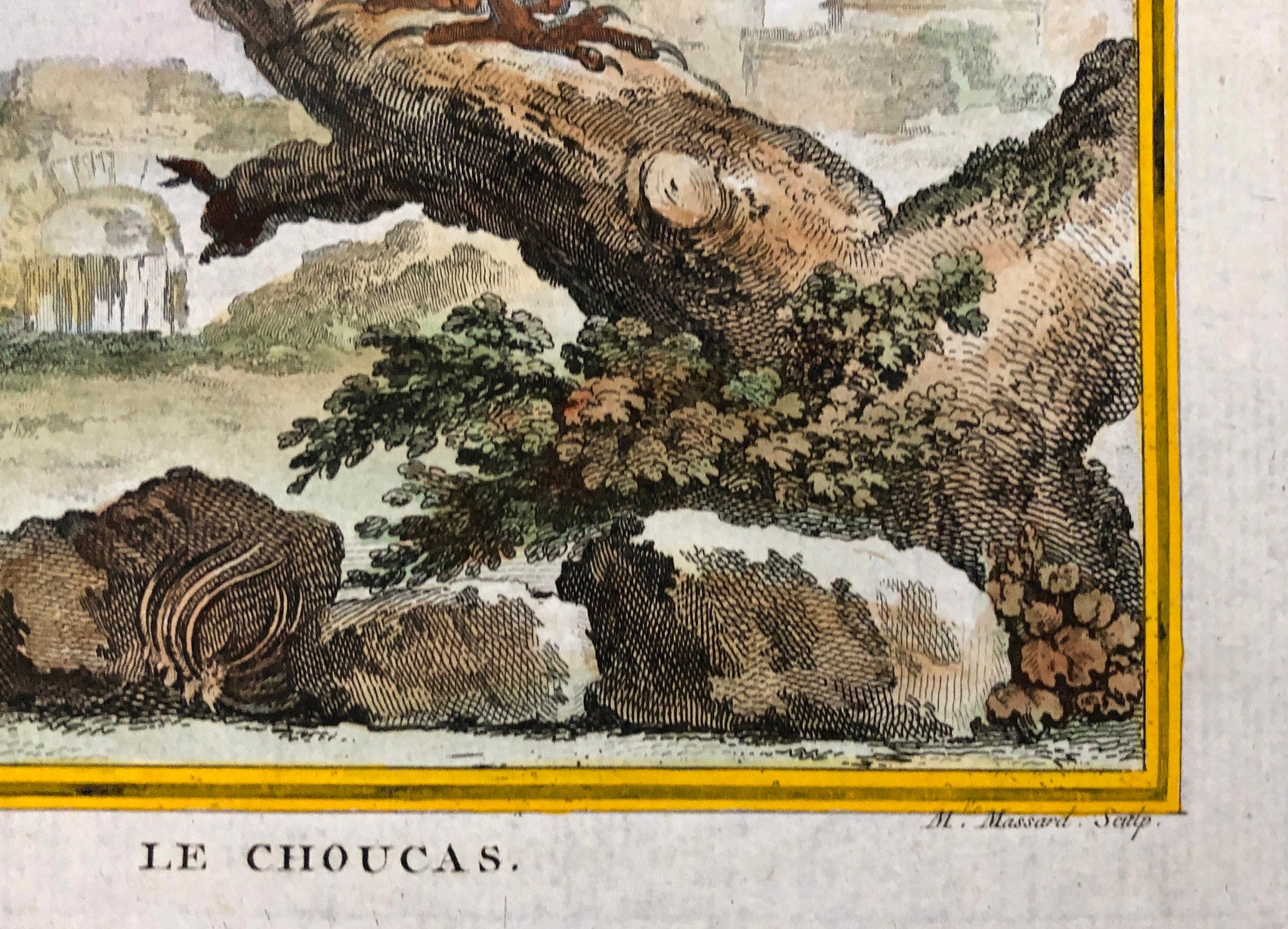 Le Choucas. An Antique Engraving from “Histoire Naturelle Des Oiseaux’ by Buffon. Engraved by Massard. Circa 1770. Size: 19.5 x 15.5 cms.