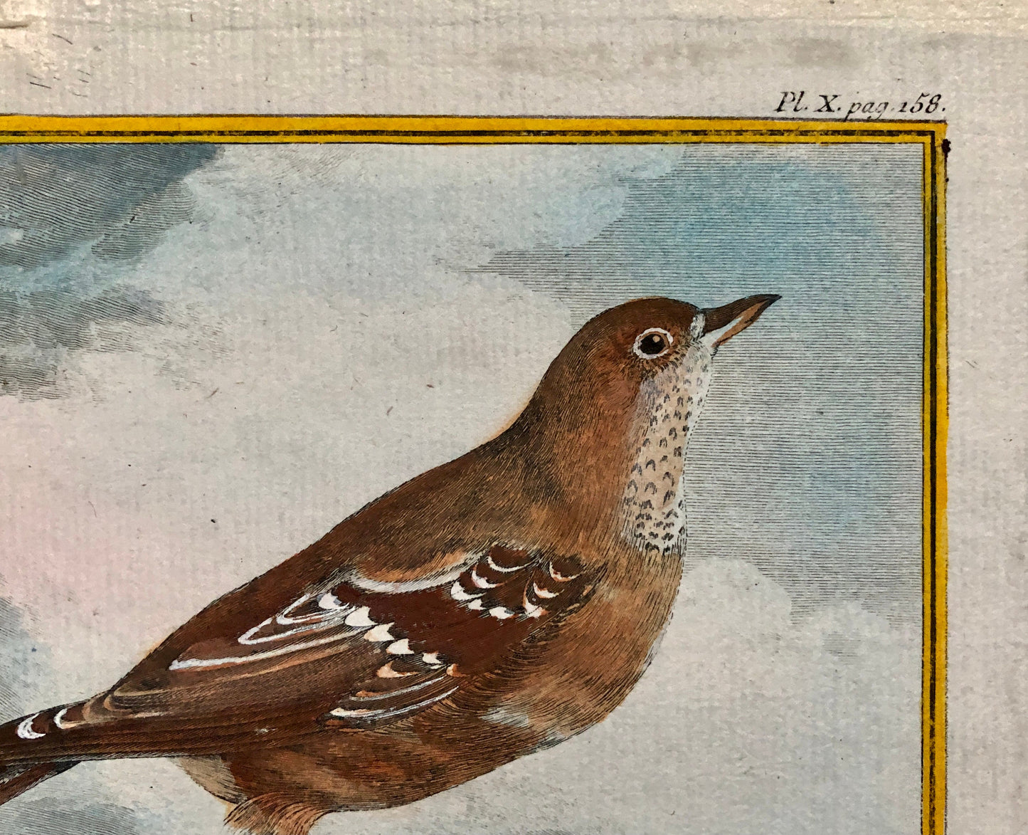 Le Fauvette Des Alpes. An Original Antique Engraving from “Histoire Naturelle Des Oiseaux’ by Buffon. Circa 1770. Size: 26.4 x 19 cms.