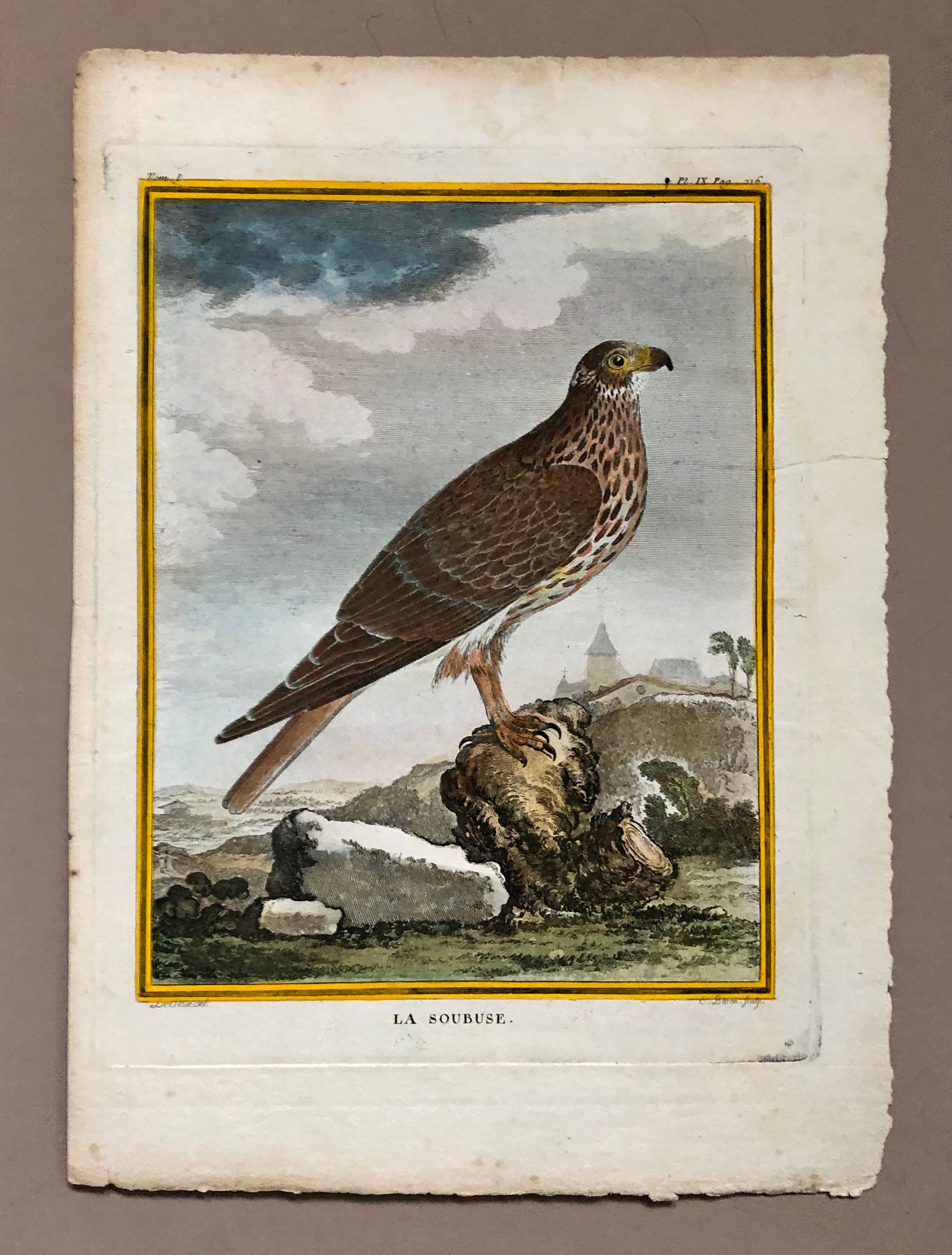 Le Soubuse. The Buzzard. An Antique Engraving from “Histoire Naturelle Des Oiseaux’ by Buffon. Circa 1770. Size: 27 x 19.5 cms.