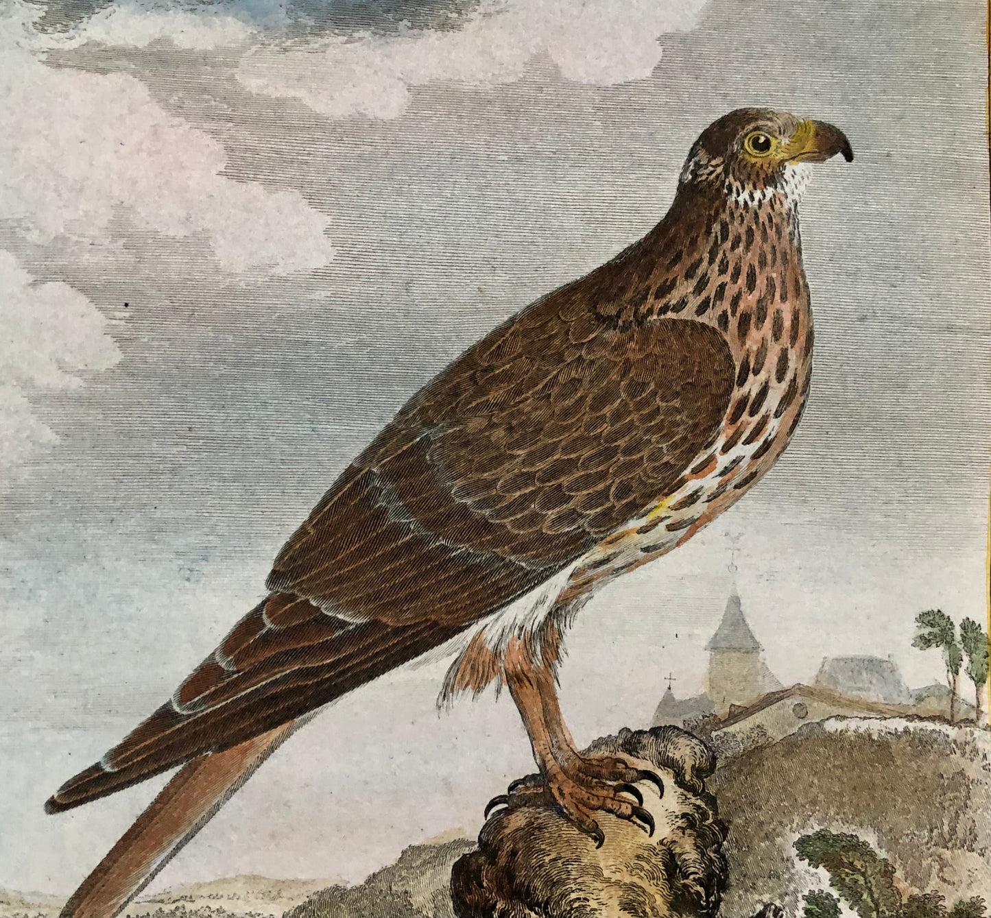 Le Soubuse. The Buzzard. An Antique Engraving from “Histoire Naturelle Des Oiseaux’ by Buffon. Circa 1770. Size: 27 x 19.5 cms.