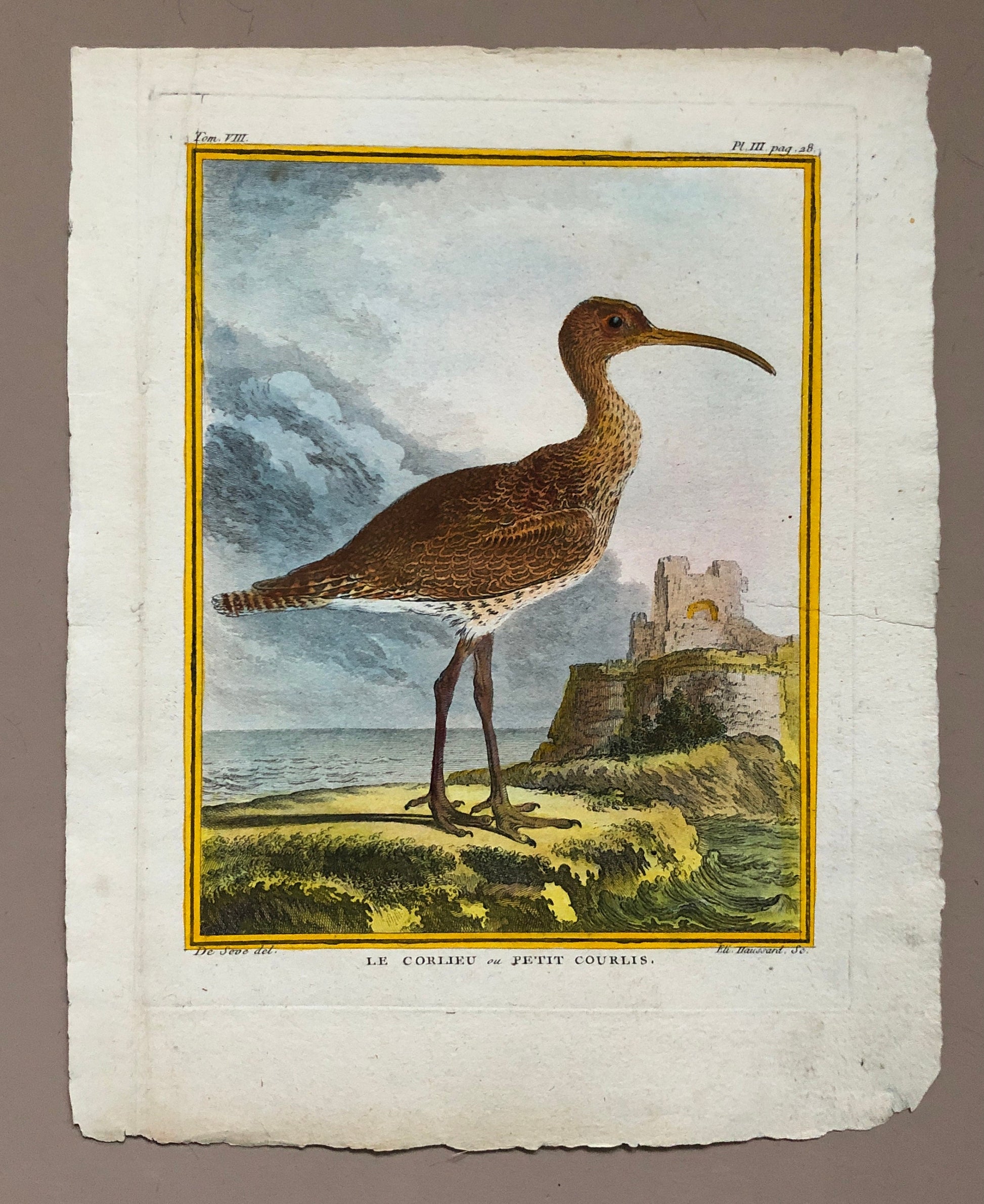 Le Corlieu ou Petit Courlis. An Engraving From “ Histoire Naturelle Des Oiseaux” by Buffon. Circa 1780 . Size: 27 x 21 .5 cms.