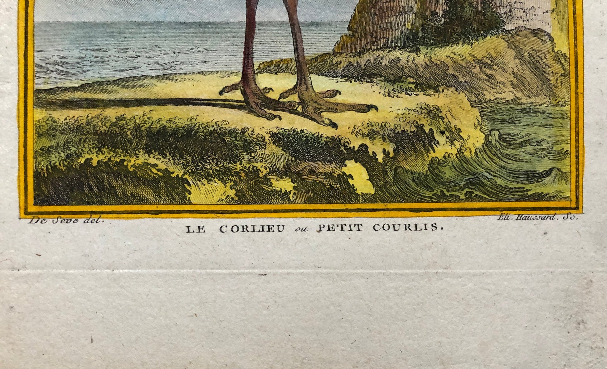 Le Corlieu ou Petit Courlis. An Engraving From “ Histoire Naturelle Des Oiseaux” by Buffon. Circa 1780 . Size: 27 x 21 .5 cms.