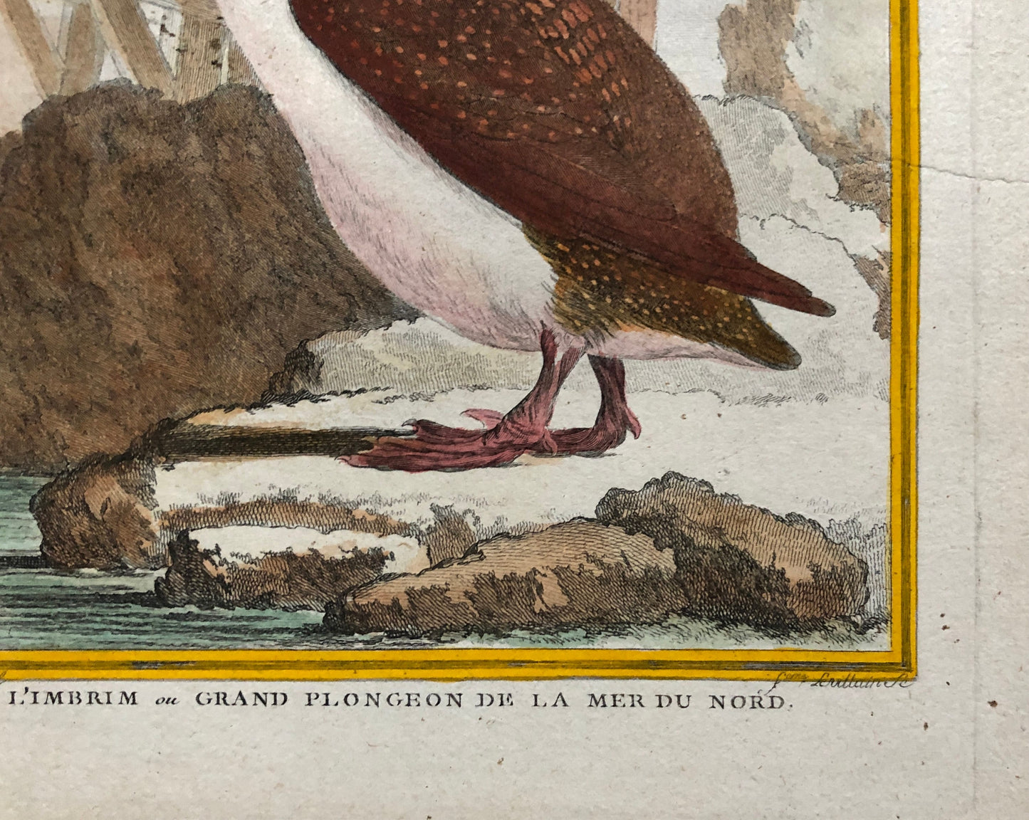 L’ Imbrim ou Grand Plongeon. Hand Coloured Engraving From “Histoire Naturelle Des Oiseaux” c. 1780. By Buffon. 28 x 20 cms.