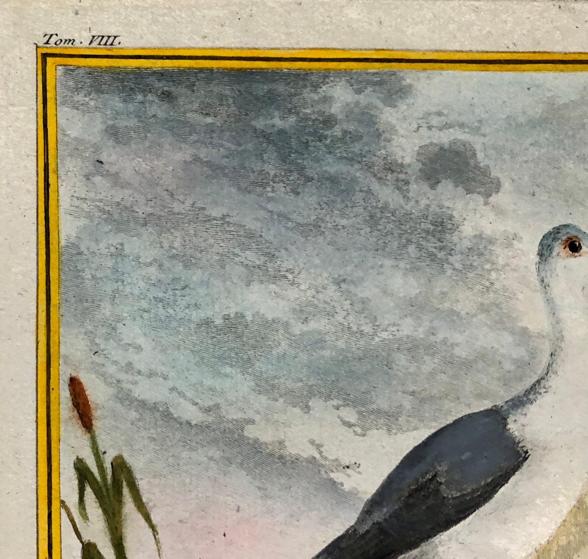L’ Echasse. Hand Coloured Engraving From “L’Histoire Naturelle Des Oiseaux “ Buffon. C.1780. Near Fine Condition. 27 x 20 cms.