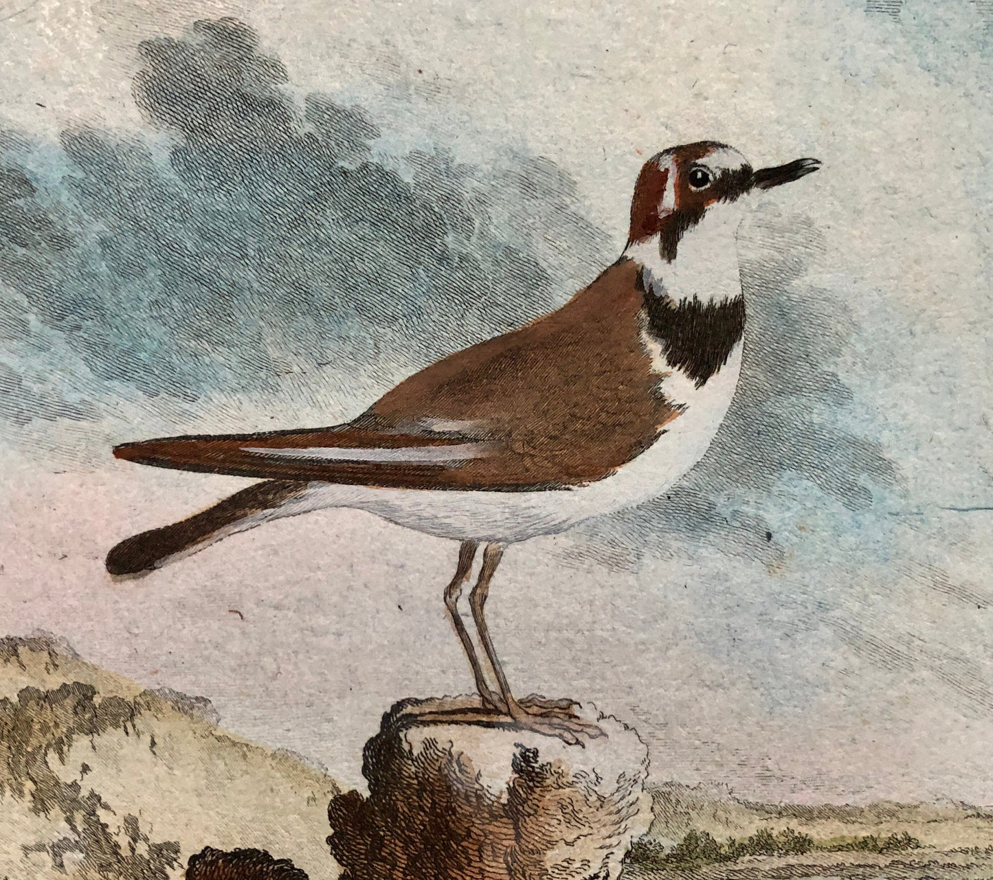 Le Pluvier À Collier. An Engraving From ‘Histoire Naturelle Des Oiseaux’ by Buffon. Circa 1770. Fine Condition. Size: 27 x 21 cms.