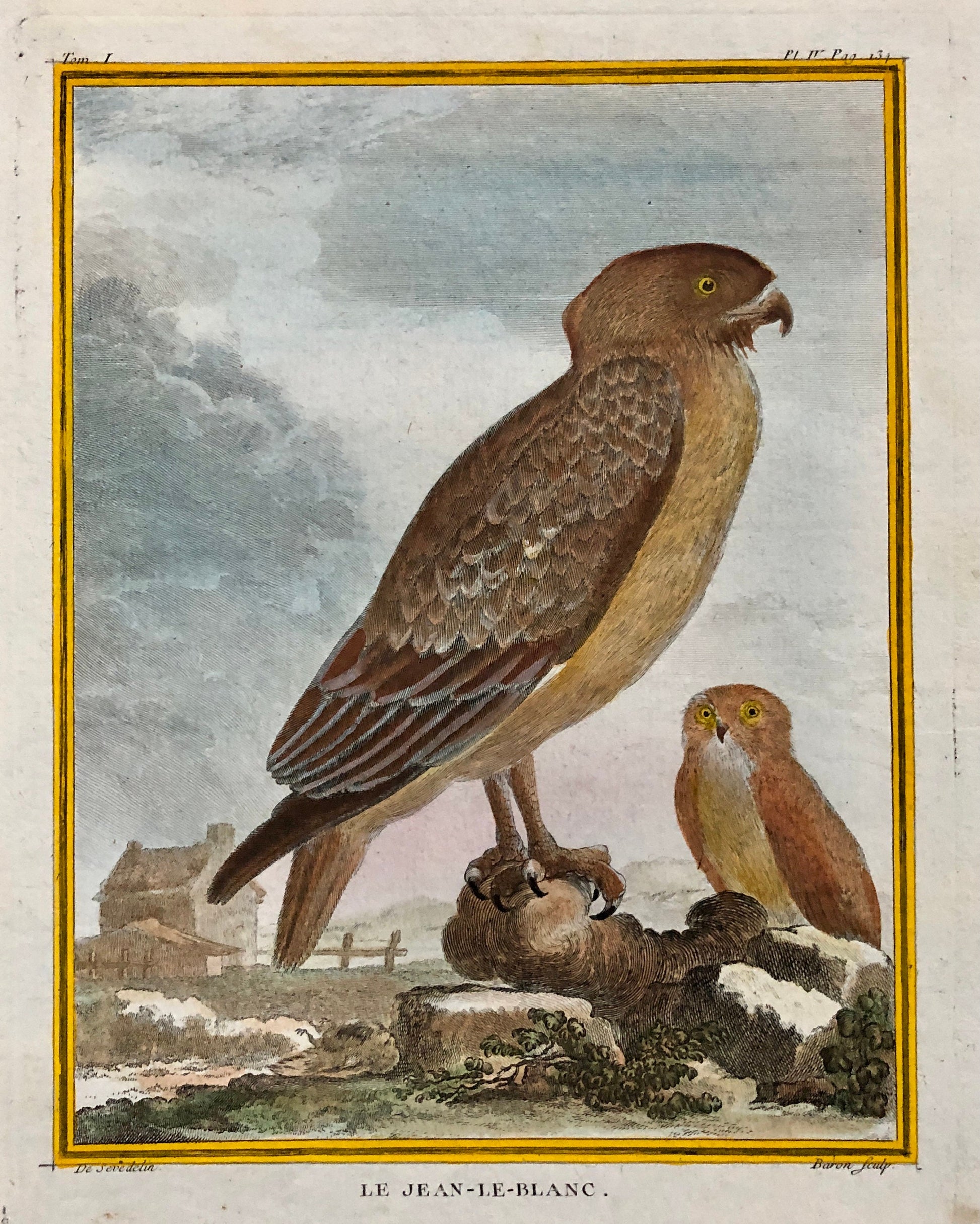 Le Jean-Le-Blanc. A Hand-coloured Engraving from “Histoire Naturelle Des Oiseaux’ by Buffon. Circa 1770. Size: 27 x 19.5 cms.