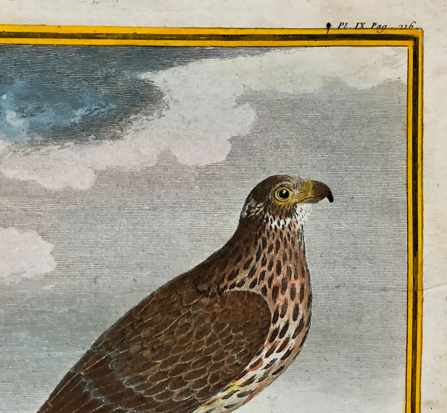 Le Soubuse. The Buzzard. An Antique Engraving from “Histoire Naturelle Des Oiseaux’ by Buffon. Circa 1770. Size: 27 x 19.5 cms.