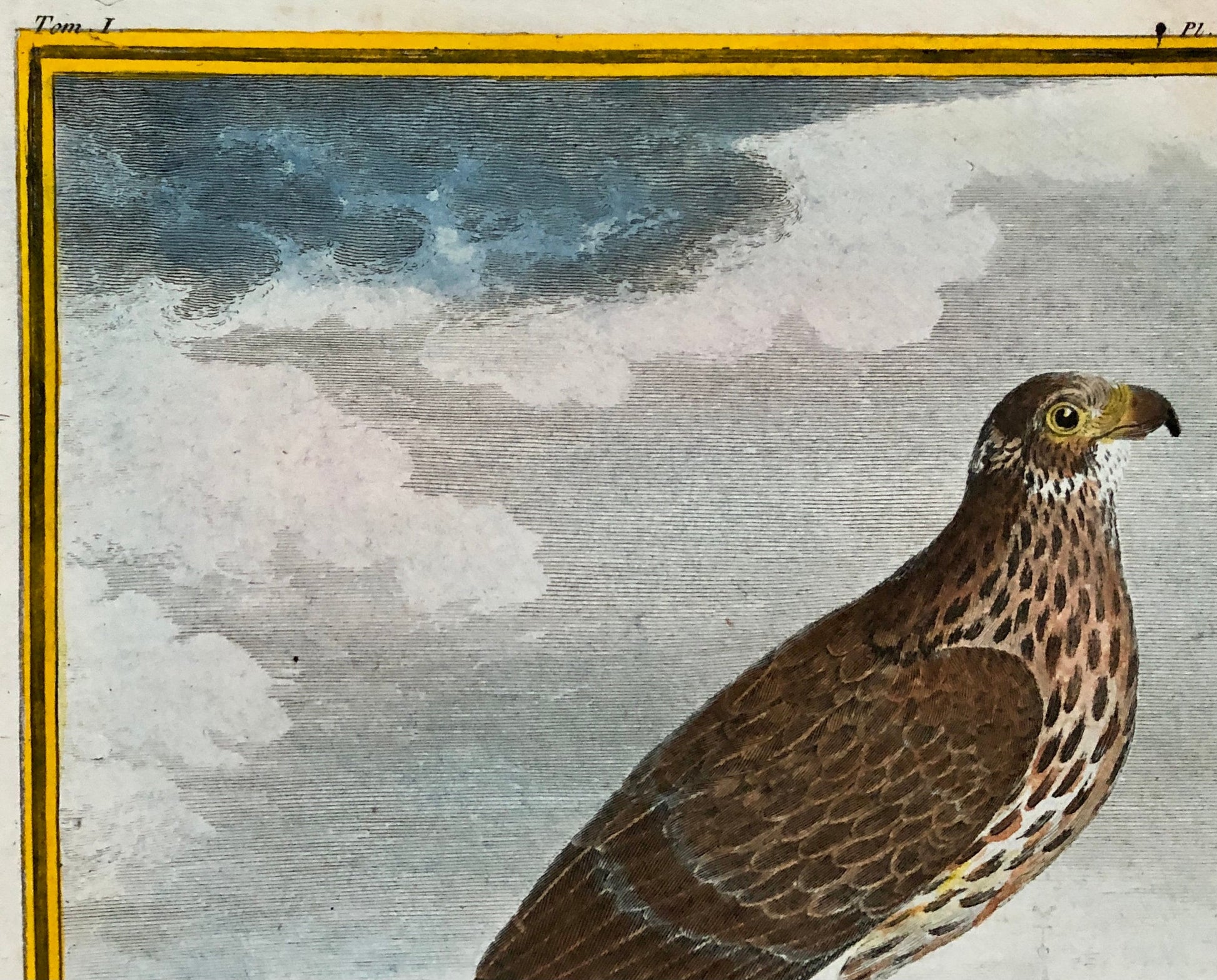 Le Soubuse. The Buzzard. An Antique Engraving from “Histoire Naturelle Des Oiseaux’ by Buffon. Circa 1770. Size: 27 x 19.5 cms.