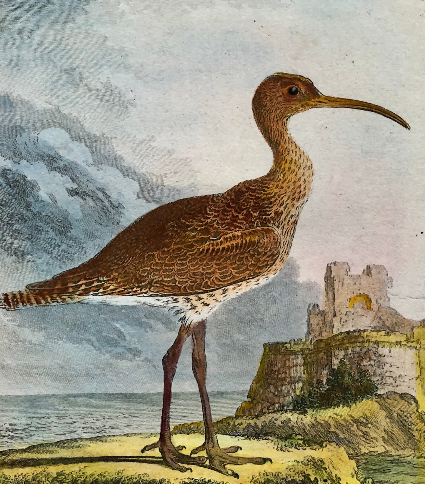 Le Corlieu ou Petit Courlis. An Engraving From “ Histoire Naturelle Des Oiseaux” by Buffon. Circa 1780 . Size: 27 x 21 .5 cms.