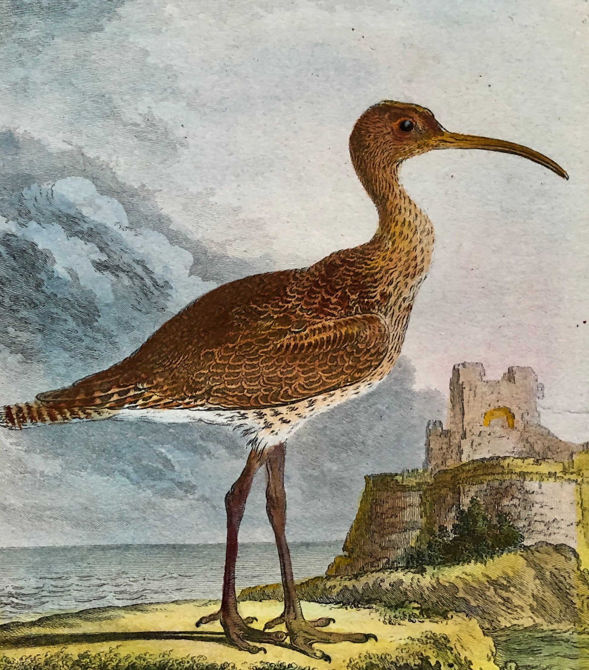 Le Corlieu ou Petit Courlis. An Engraving From “ Histoire Naturelle Des Oiseaux” by Buffon. Circa 1780 . Size: 27 x 21 .5 cms.