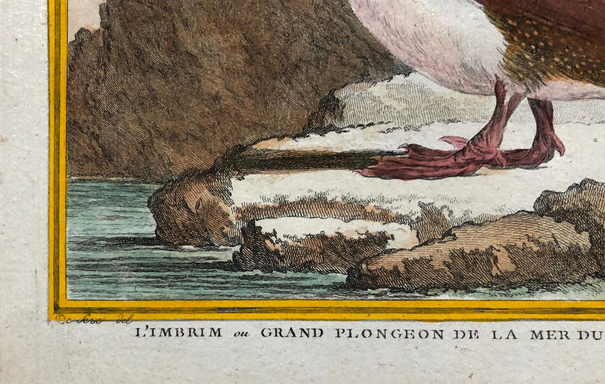 L’ Imbrim ou Grand Plongeon. Hand Coloured Engraving From “Histoire Naturelle Des Oiseaux” c. 1780. By Buffon. 28 x 20 cms.