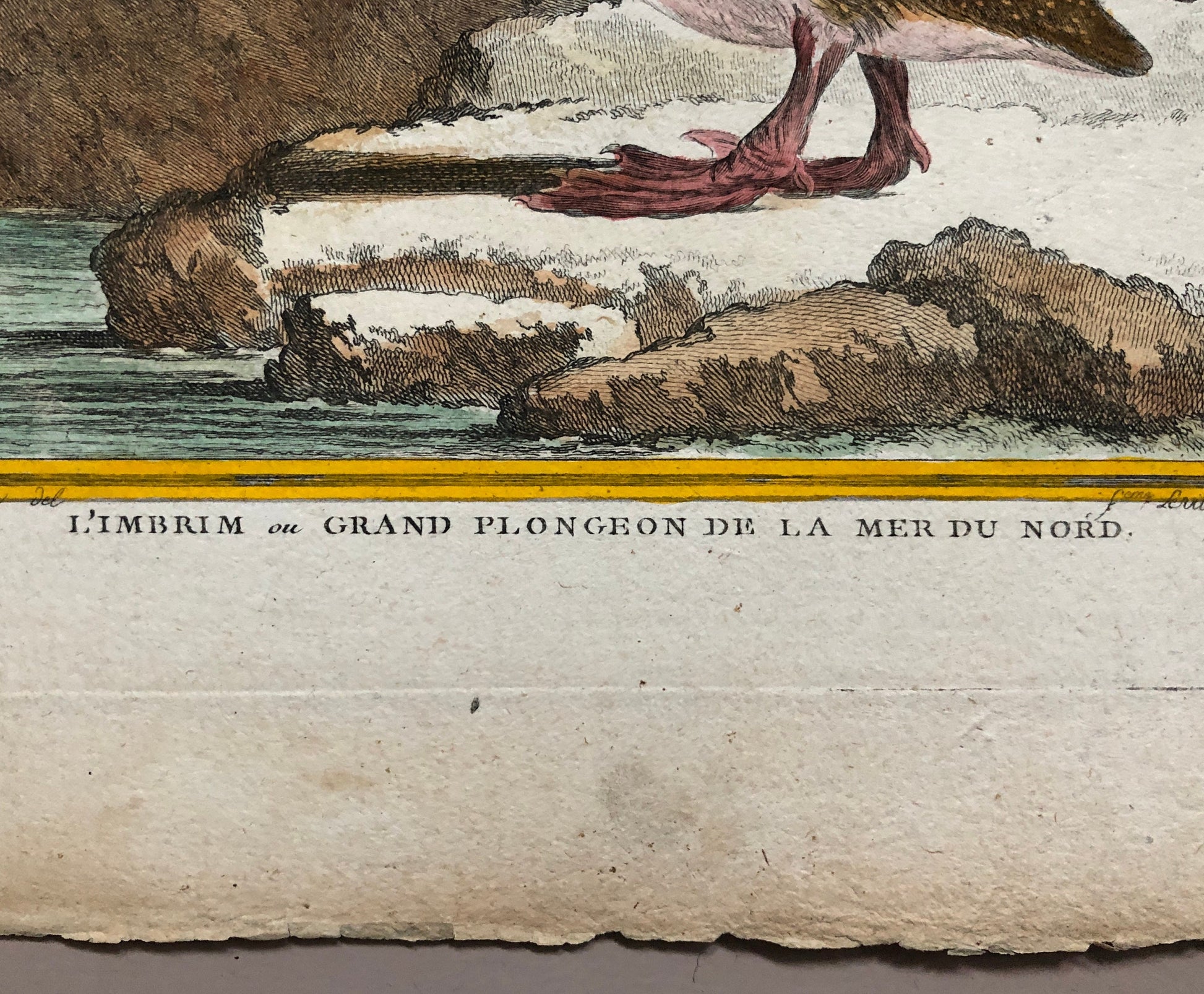 L’ Imbrim ou Grand Plongeon. Hand Coloured Engraving From “Histoire Naturelle Des Oiseaux” c. 1780. By Buffon. 28 x 20 cms.