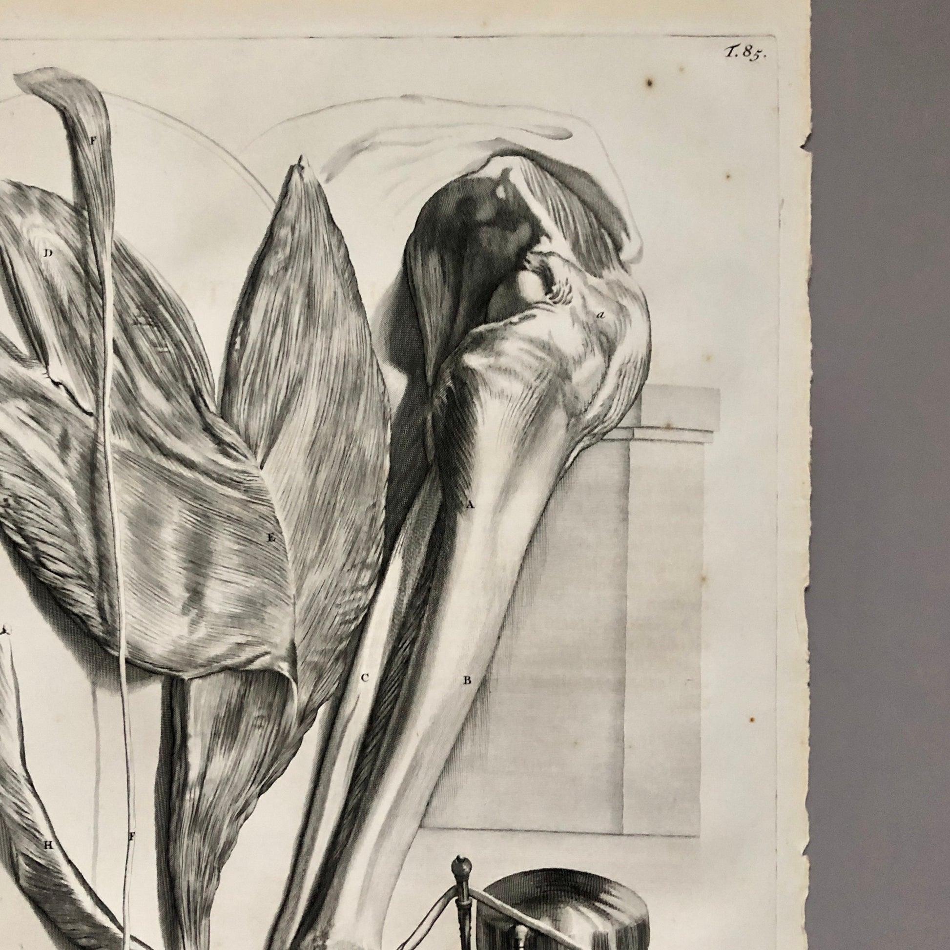 An Original Copper Plate Engraving From Anatomia Humani Corporis by Godard Bidloo and Gerard de Lairesse. 1685. Size: 59.5 x 36 cms.