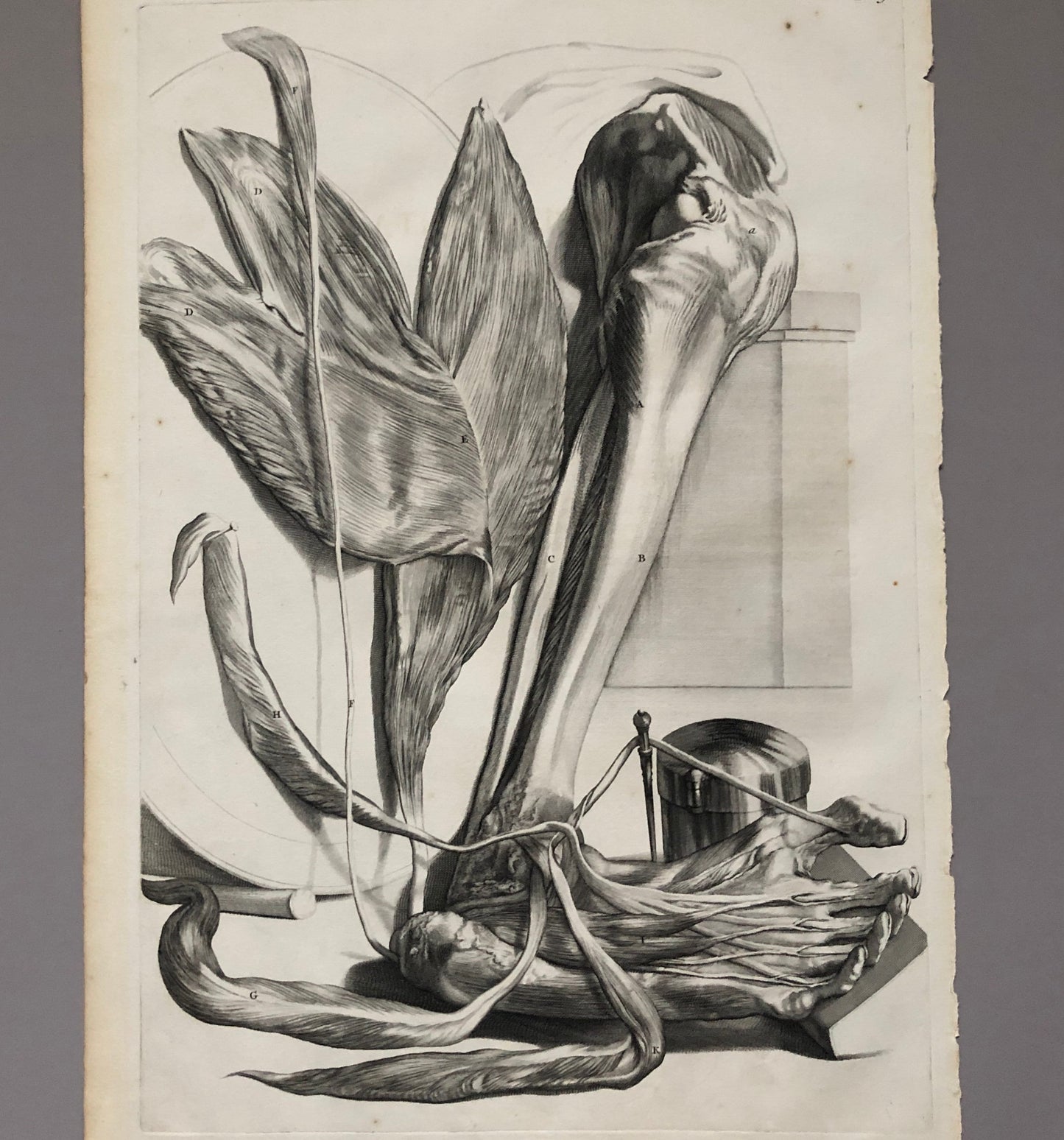 An Original Copper Plate Engraving From Anatomia Humani Corporis by Godard Bidloo and Gerard de Lairesse. 1685. Size: 59.5 x 36 cms.