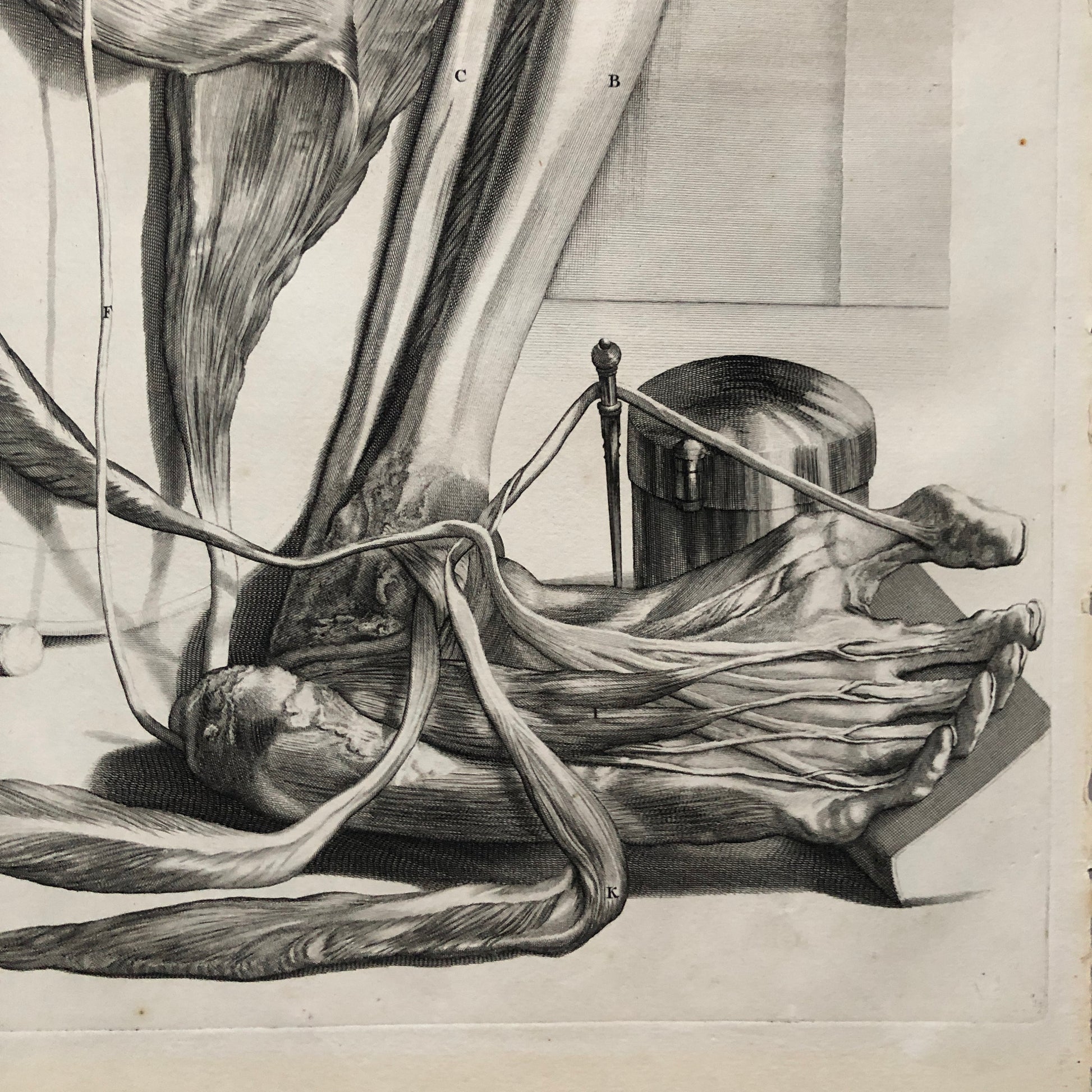 An Original Copper Plate Engraving From Anatomia Humani Corporis by Godard Bidloo and Gerard de Lairesse. 1685. Size: 59.5 x 36 cms.