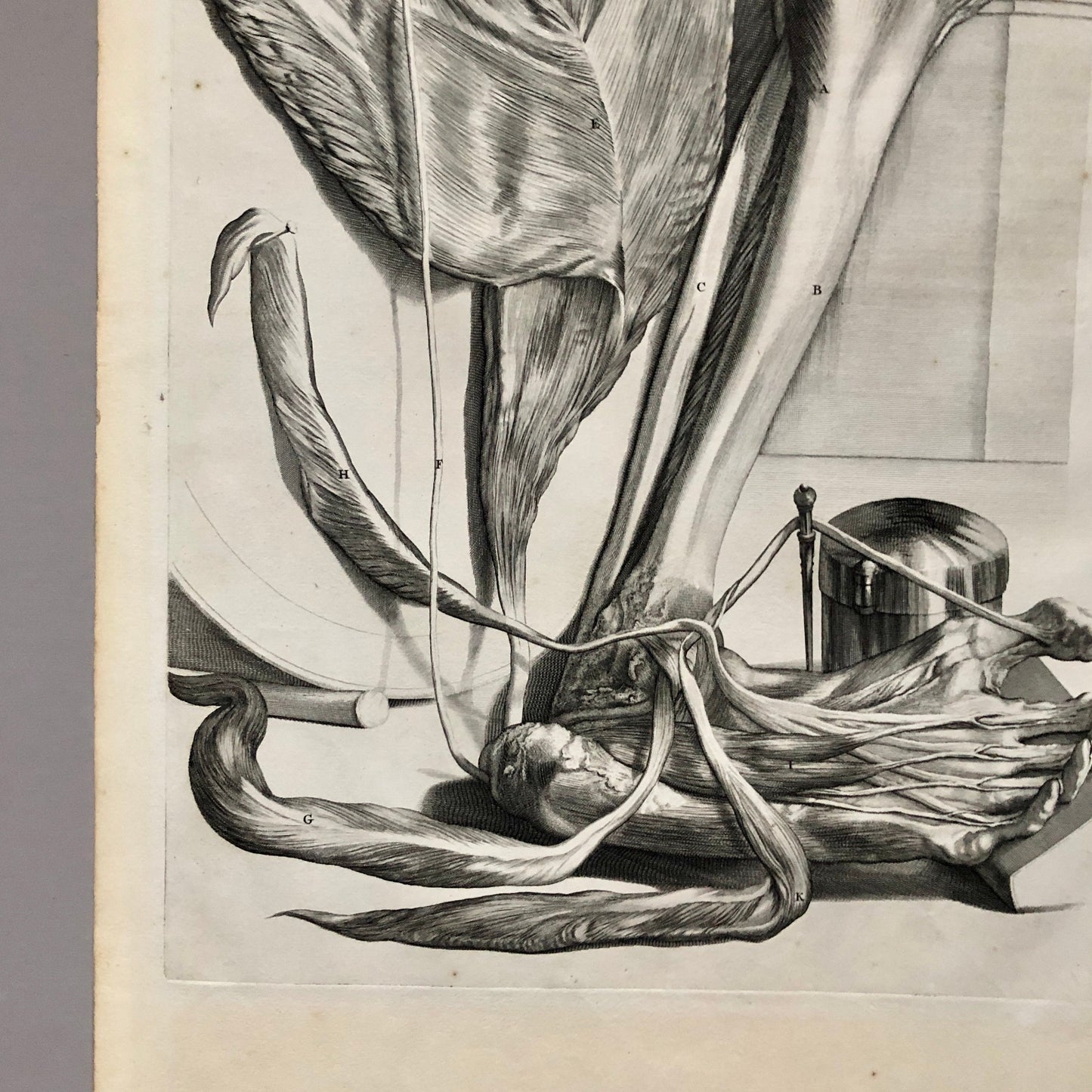 An Original Copper Plate Engraving From Anatomia Humani Corporis by Godard Bidloo and Gerard de Lairesse. 1685. Size: 59.5 x 36 cms.