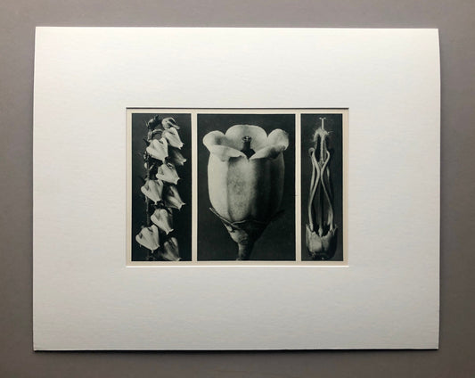 An Original Photogravure by Karl Blossfeldt. No 109. 1930’s. Size with mount: 39.7 x 50 cms.