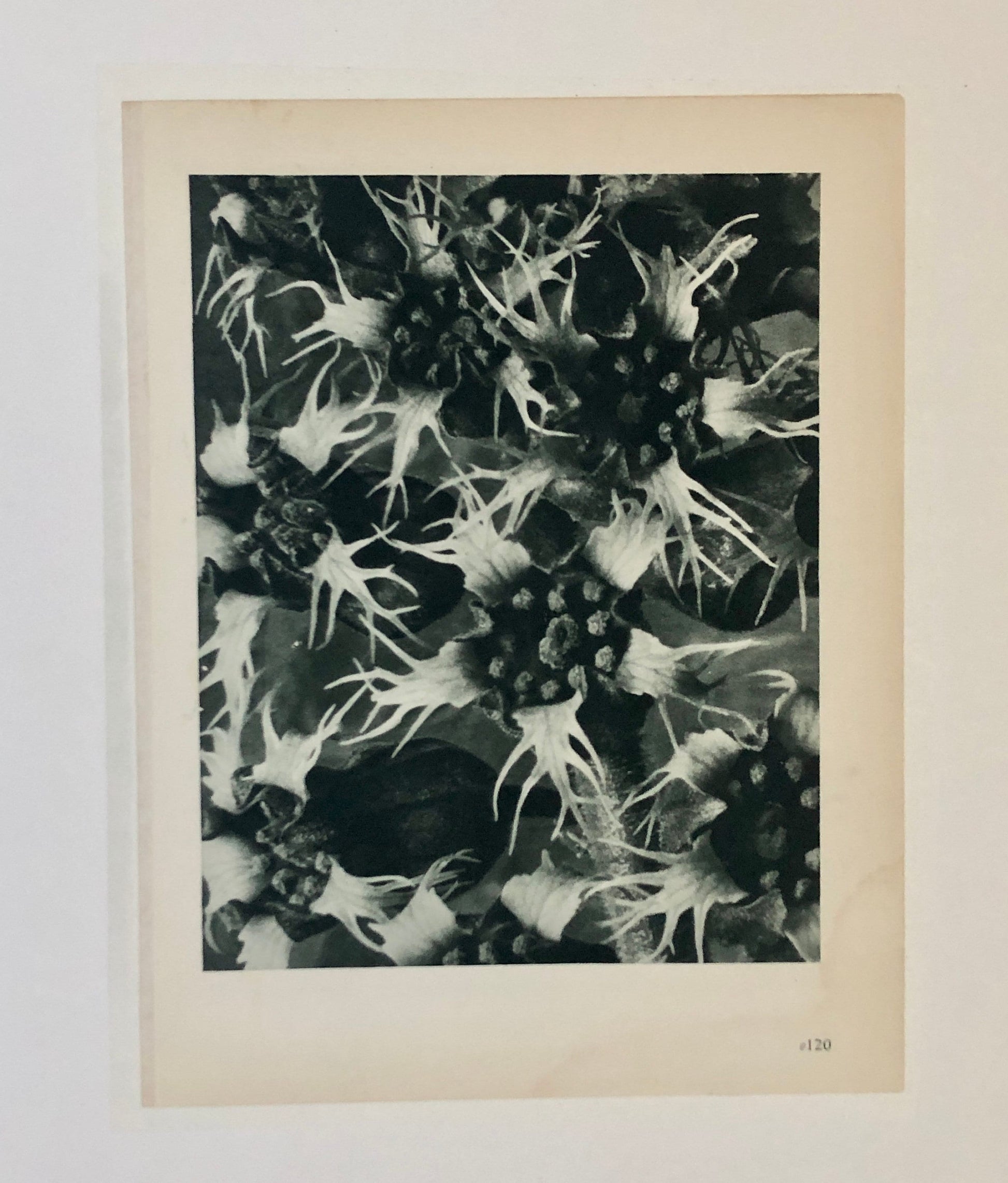 An Original Photogravure by Karl Blossfeldt. Tellima grandiflora. Fringecups. 1930’s. Size with mount: 50 x 39.7 cms.